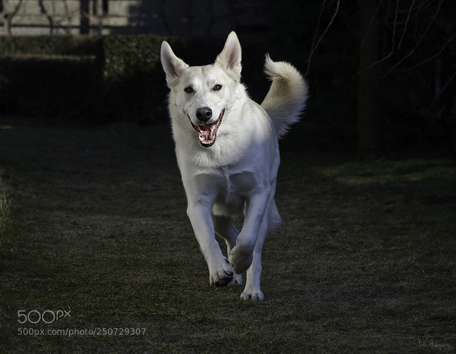 Nikon D5100 sample photo. White dog photography