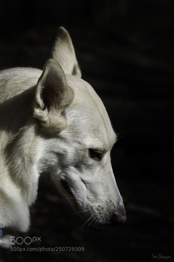 Nikon D5100 sample photo. White dog photography