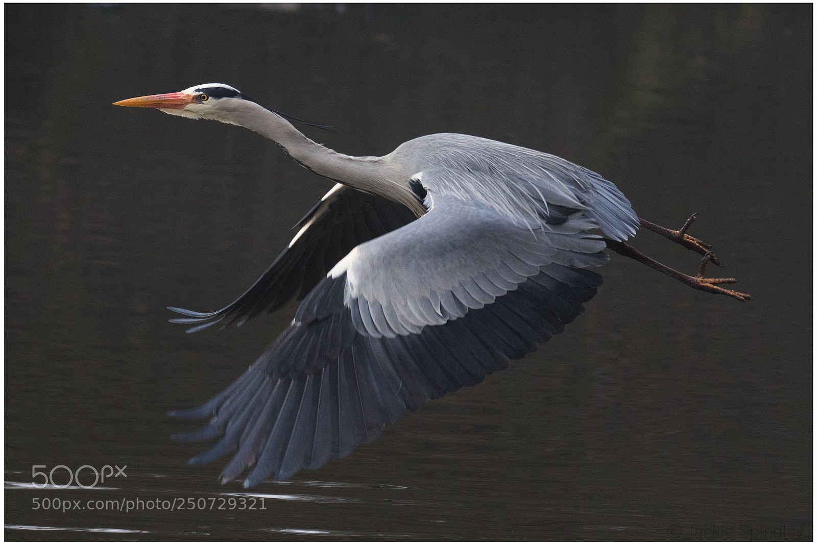 Canon EOS 7D Mark II sample photo. On the move photography