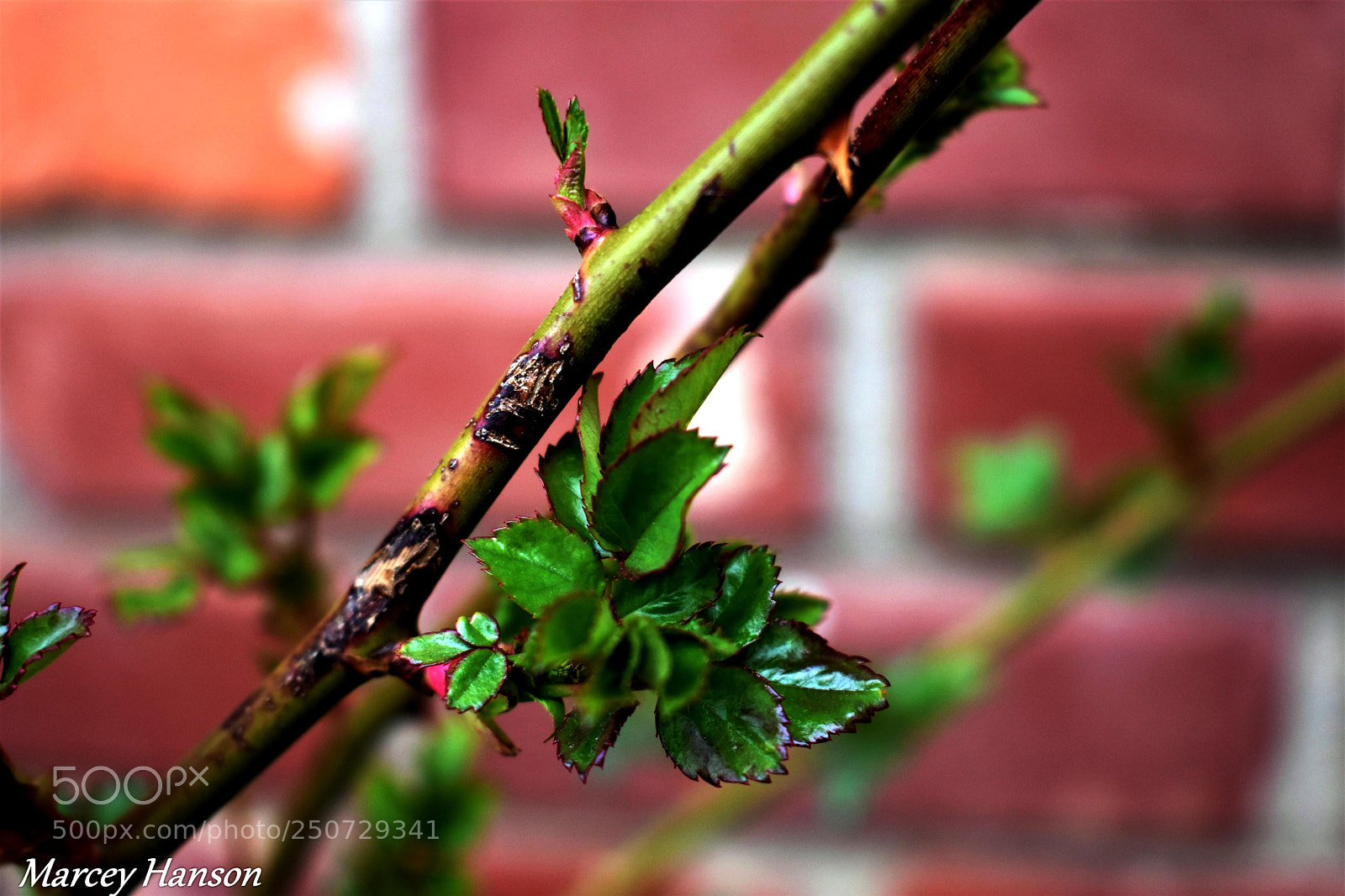 Nikon D3400 sample photo. 33.jpg photography