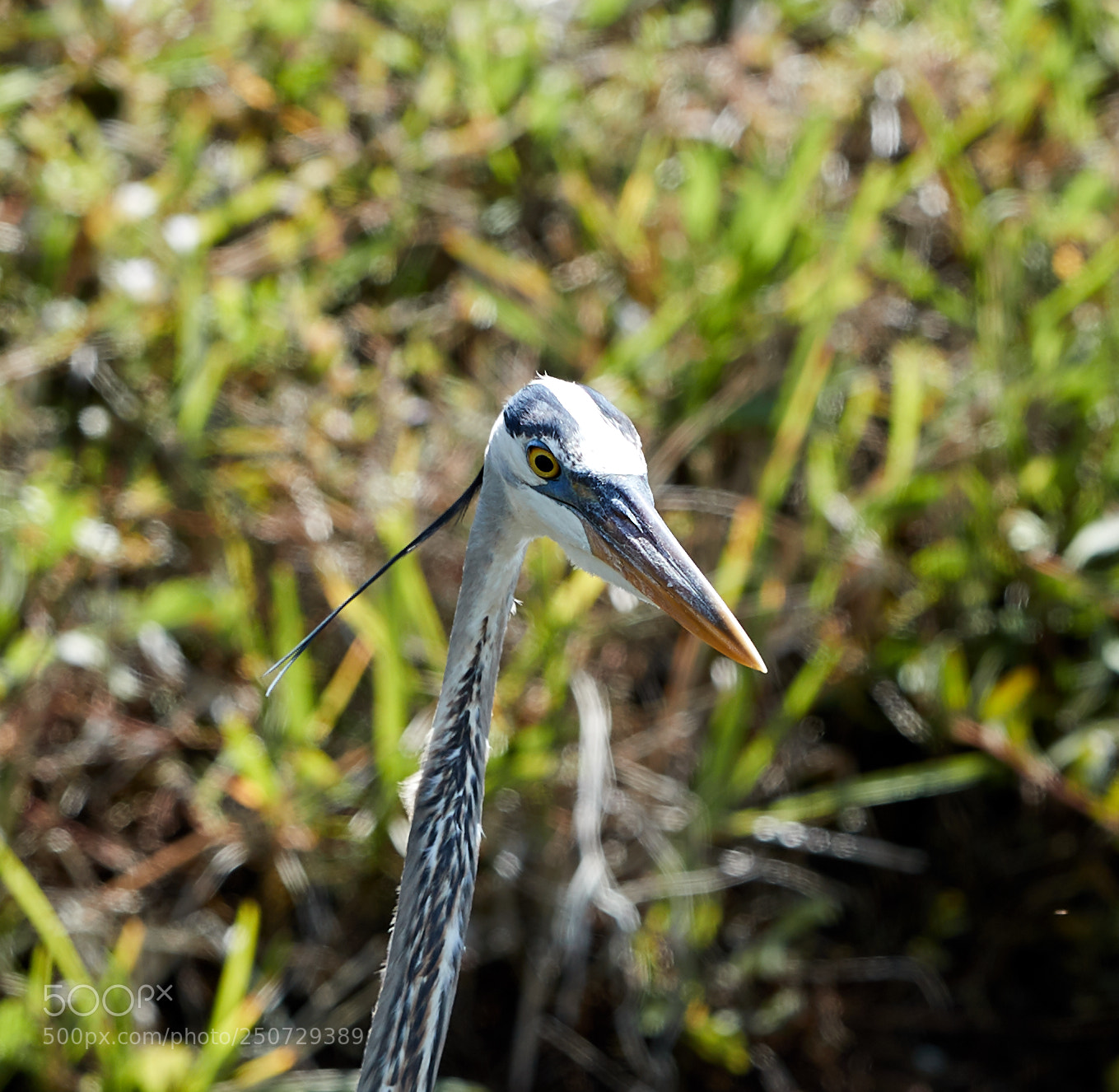 Canon EOS-1D X Mark II sample photo. 03-25-18-0009420 1.jpg photography
