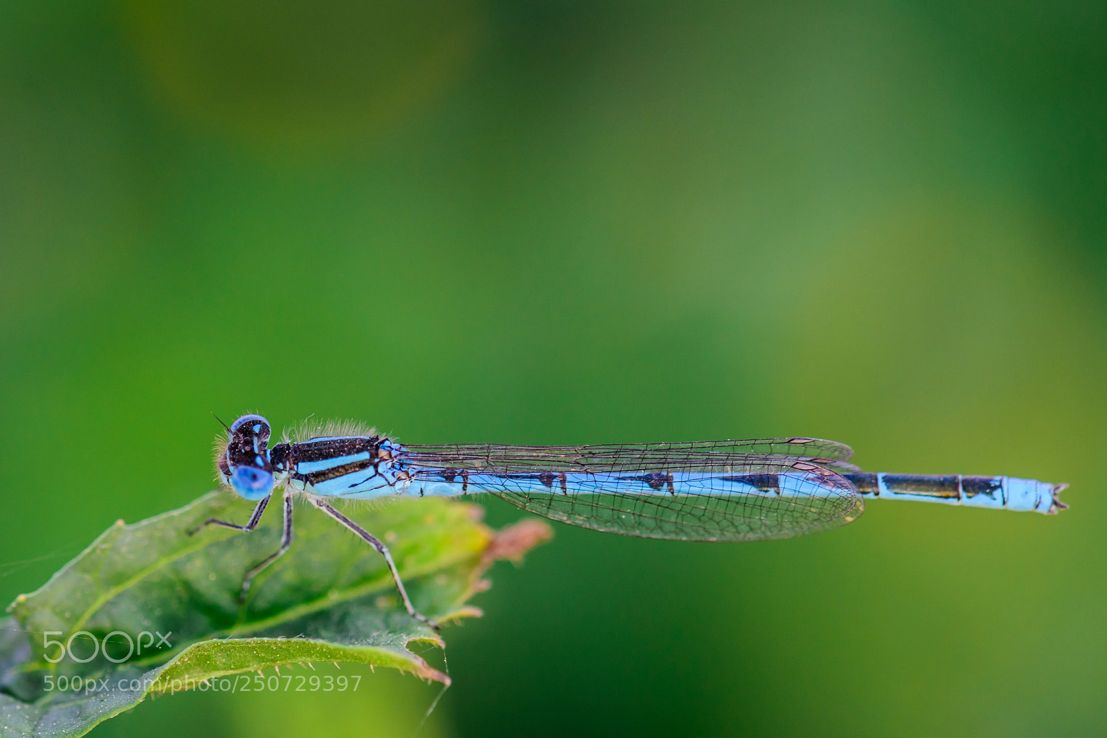 Nikon D810 sample photo. Dragonfly-yusufçuk.. photography