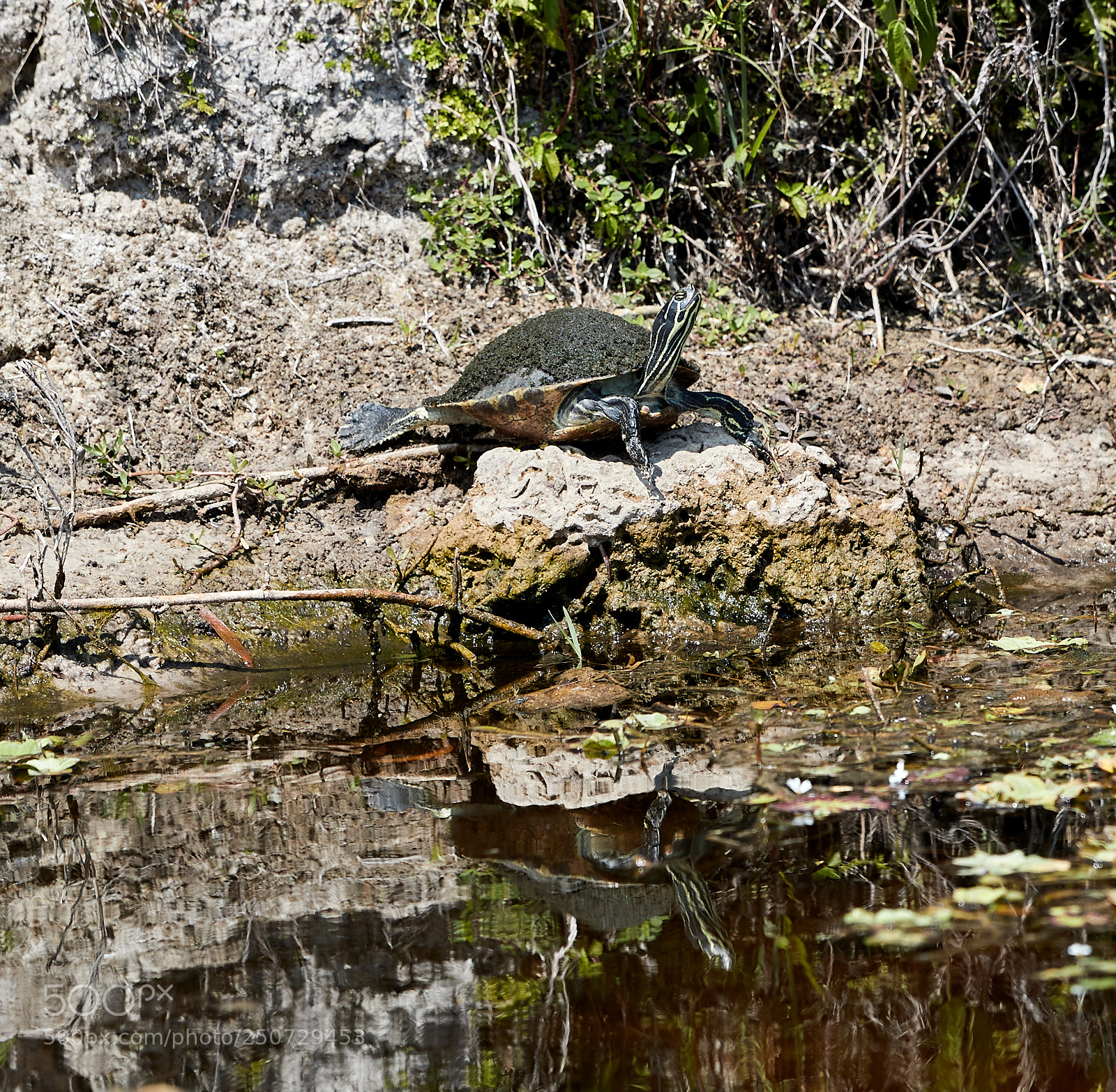 Canon EOS-1D X Mark II sample photo. 03-25-18-0009414.jpg photography