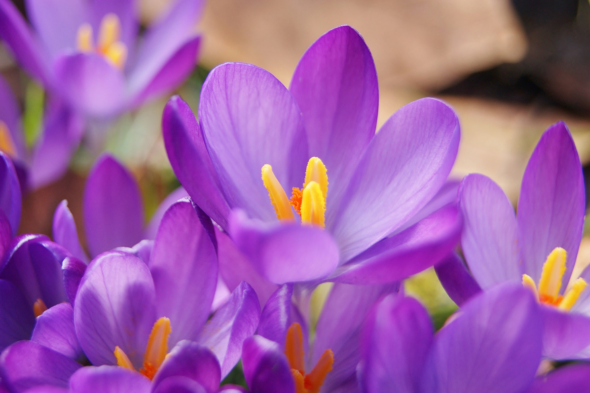 Sony Alpha DSLR-A380 sample photo. A spring sign .... photography