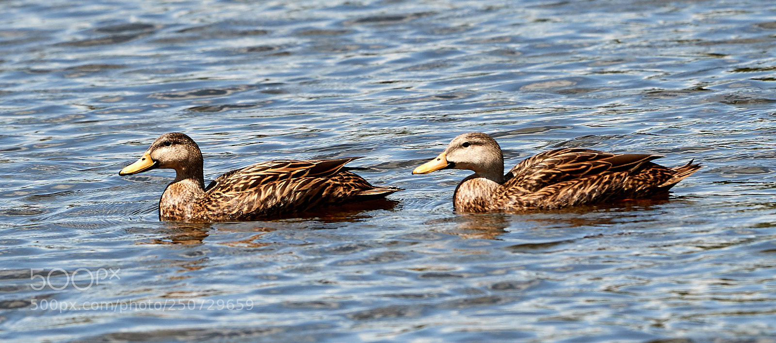 Canon EOS-1D X Mark II sample photo. 03-25-18-0009401.jpg photography