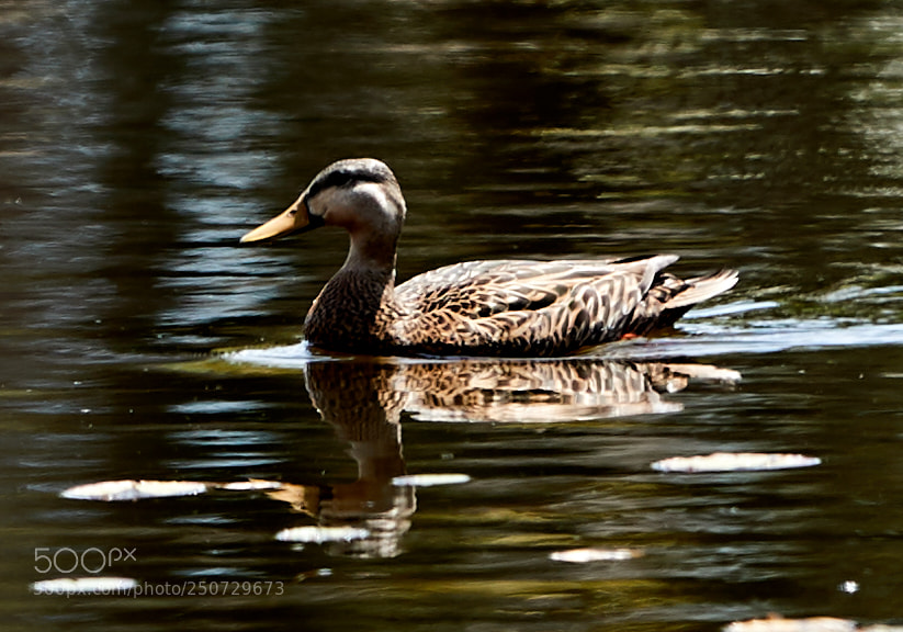 Canon EOS-1D X Mark II sample photo. 03-25-18-0009396.jpg photography