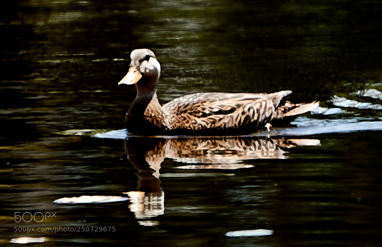 Canon EOS-1D X Mark II sample photo. 03-25-18-0009397.jpg photography