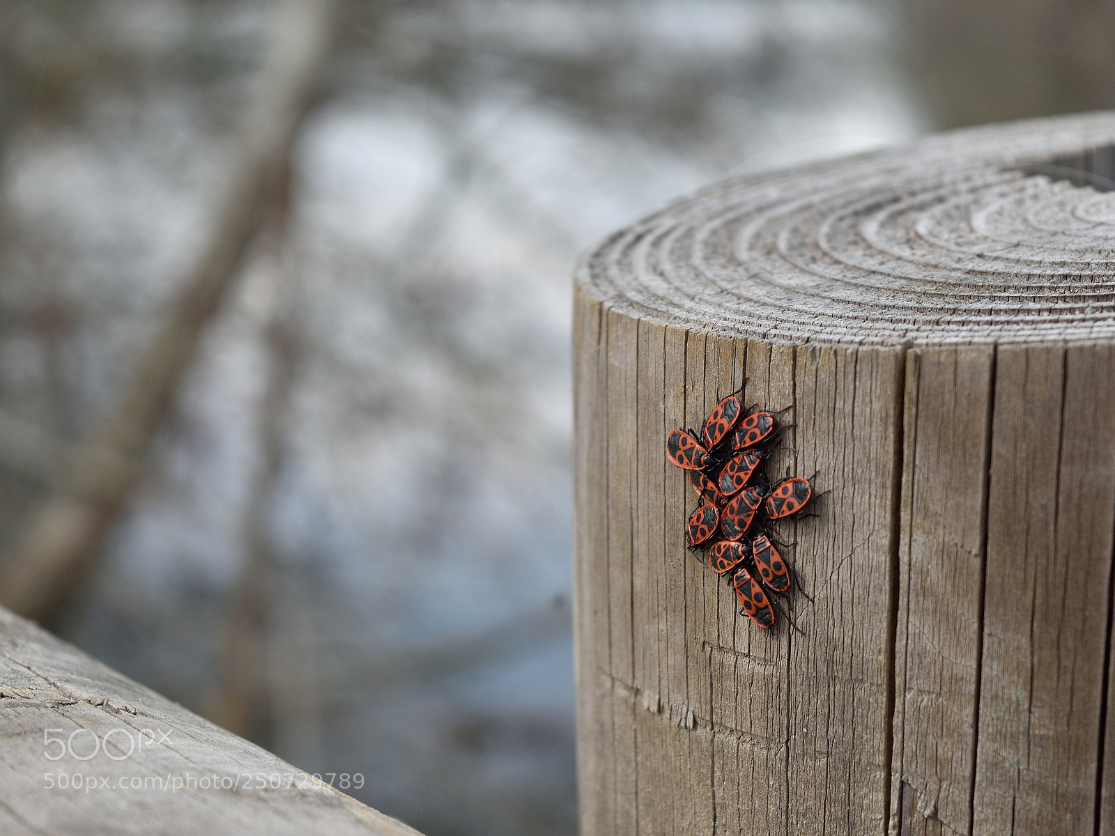 Nikon D5500 sample photo. Coccinelles photography