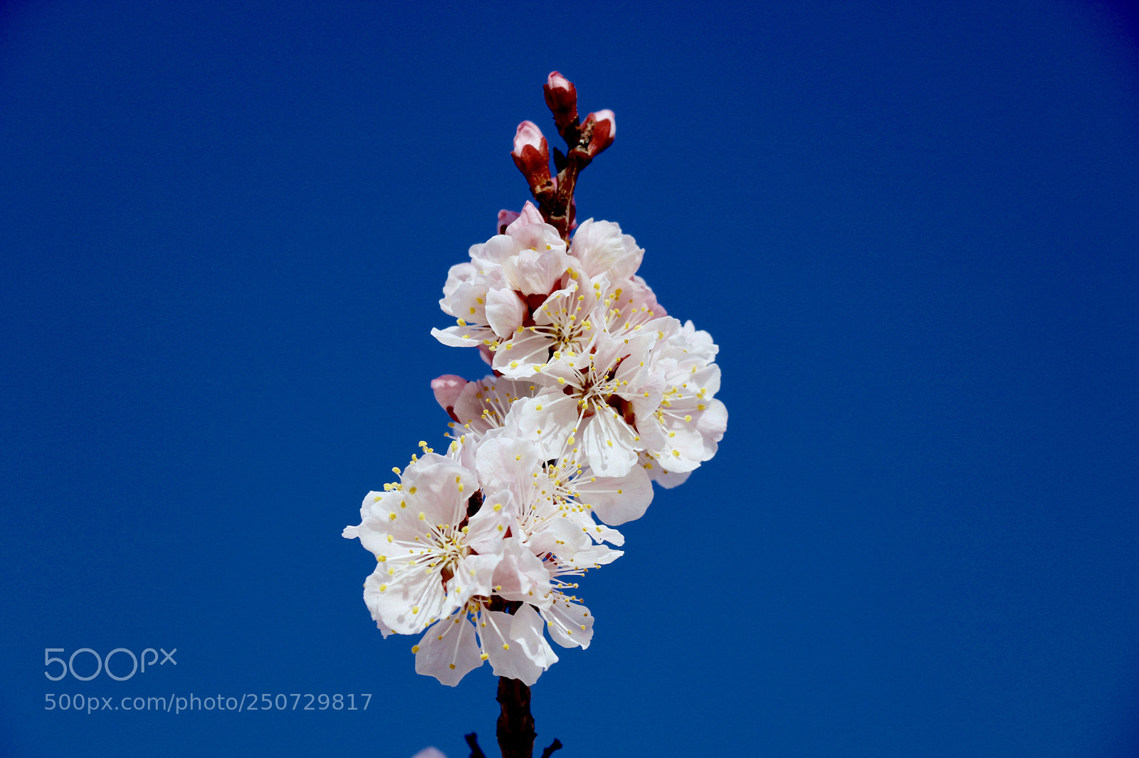 Canon EOS 750D (EOS Rebel T6i / EOS Kiss X8i) sample photo. Untitled photography