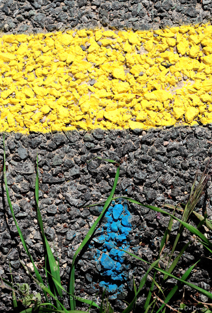 Canon EOS 5D Mark II sample photo. Flower of asphalt photography