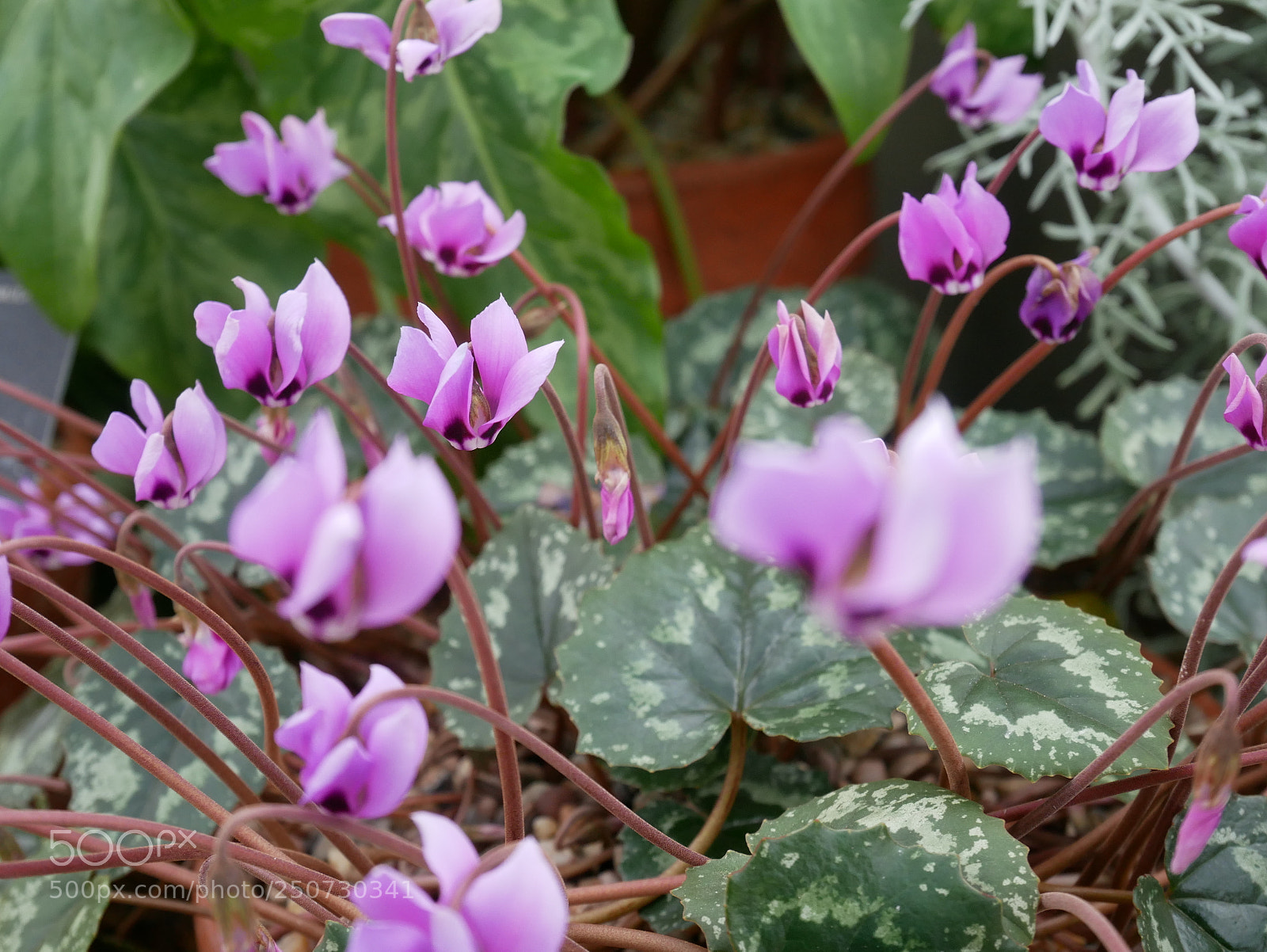 Panasonic Lumix DMC-GX85 (Lumix DMC-GX80 / Lumix DMC-GX7 Mark II) sample photo. Kew gardens photography