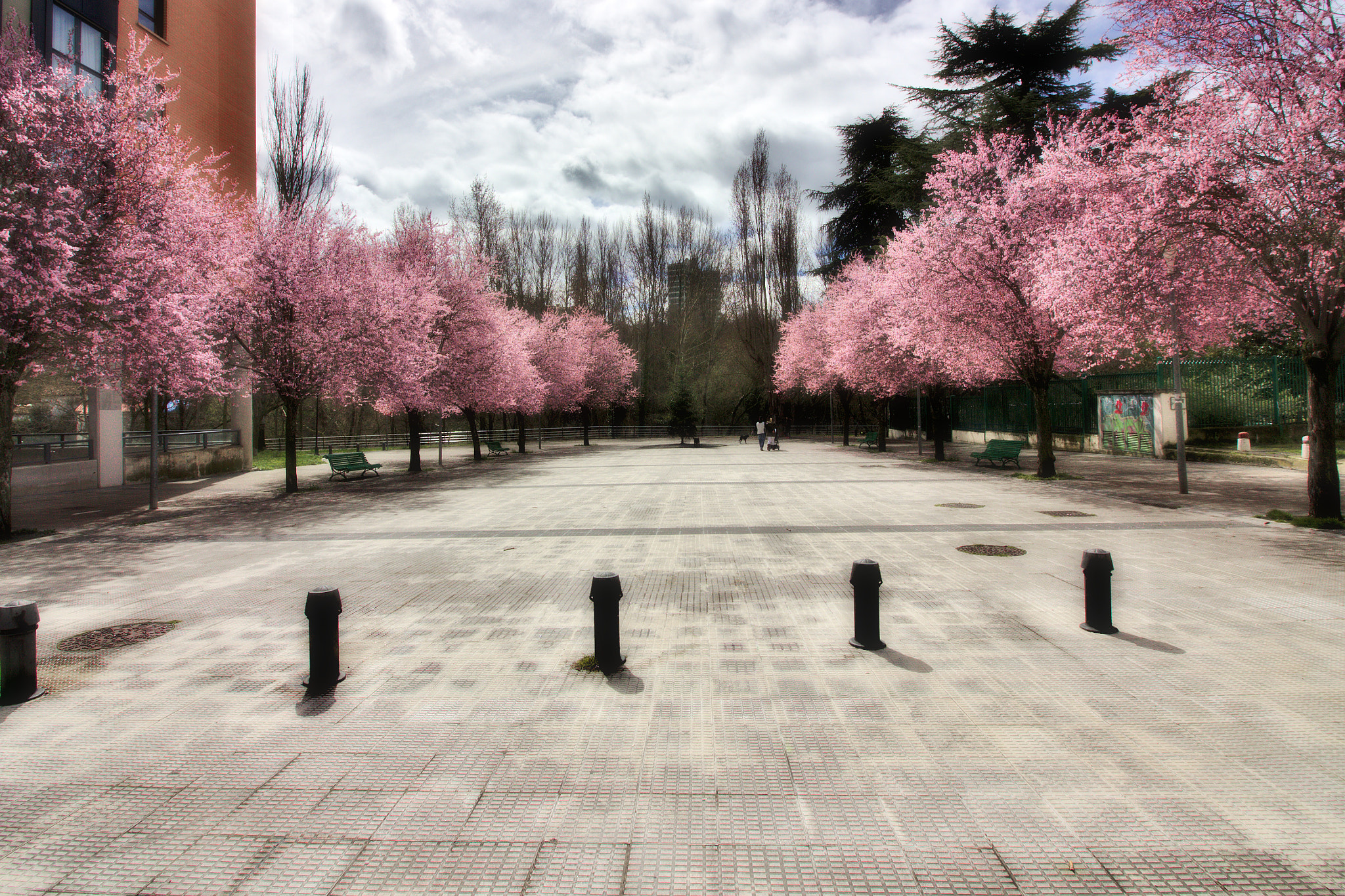 Canon EOS 550D (EOS Rebel T2i / EOS Kiss X4) sample photo. Cerezos en flor photography