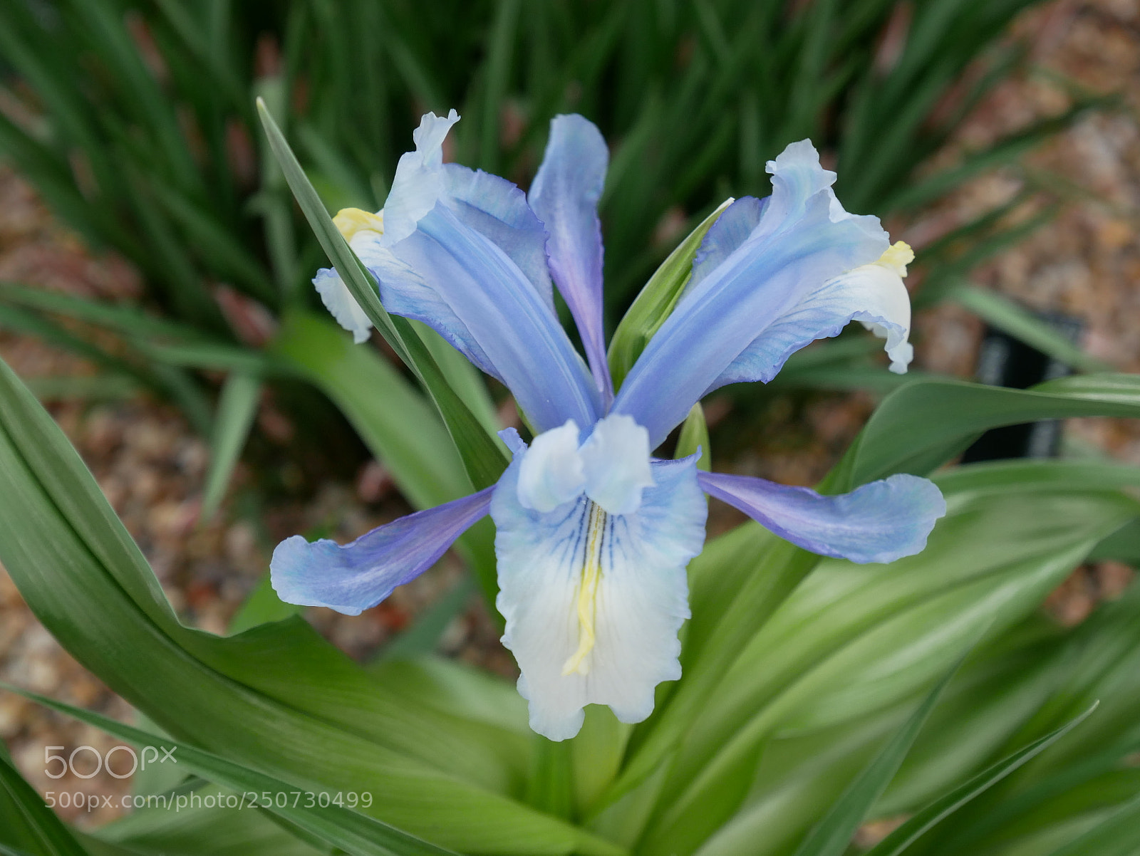 Panasonic Lumix DMC-GX85 (Lumix DMC-GX80 / Lumix DMC-GX7 Mark II) sample photo. Kew gardens photography