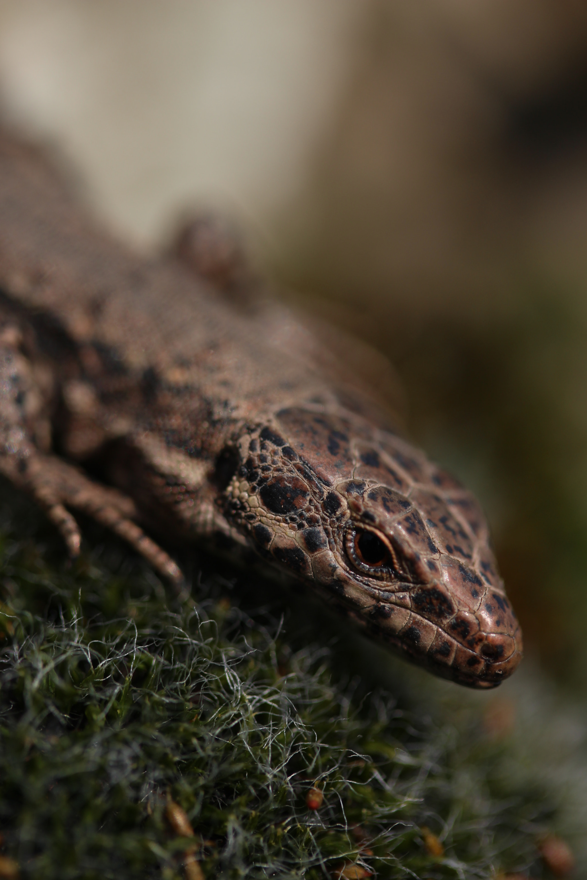 Canon EF-S 60mm F2.8 Macro USM sample photo. Little lizzard photography