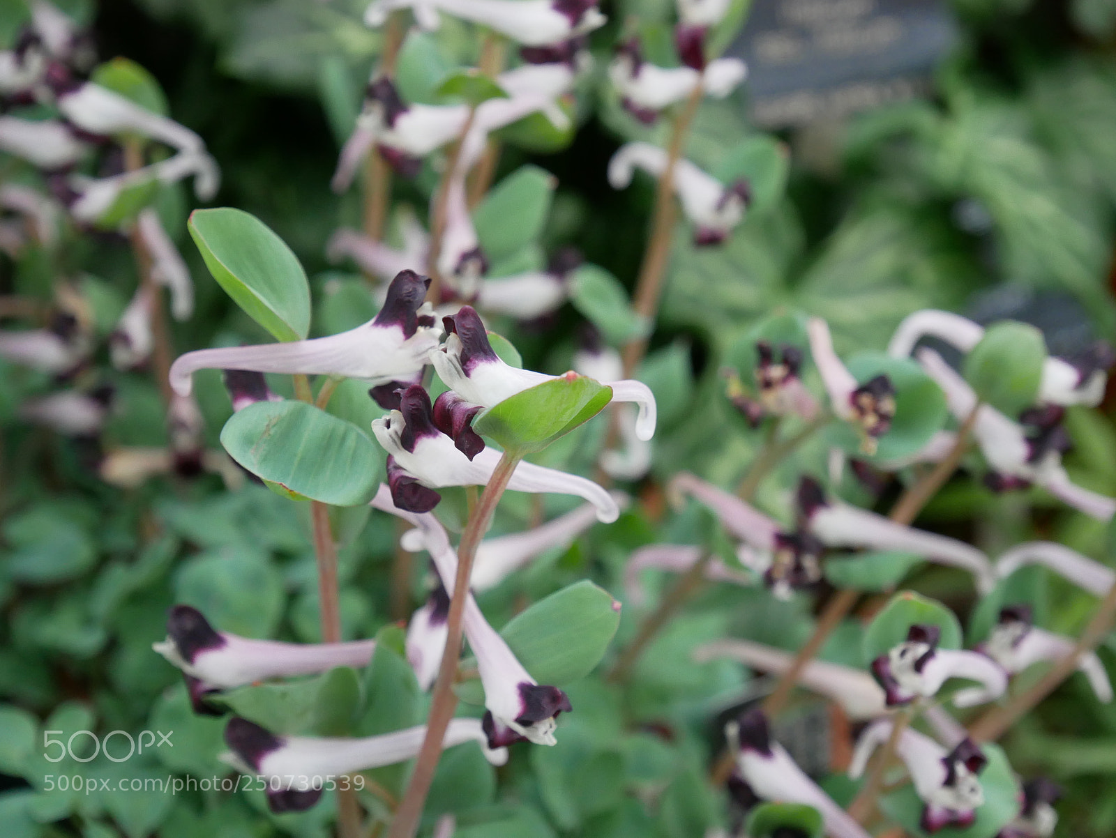 Panasonic Lumix DMC-GX85 (Lumix DMC-GX80 / Lumix DMC-GX7 Mark II) sample photo. Kew gardens photography
