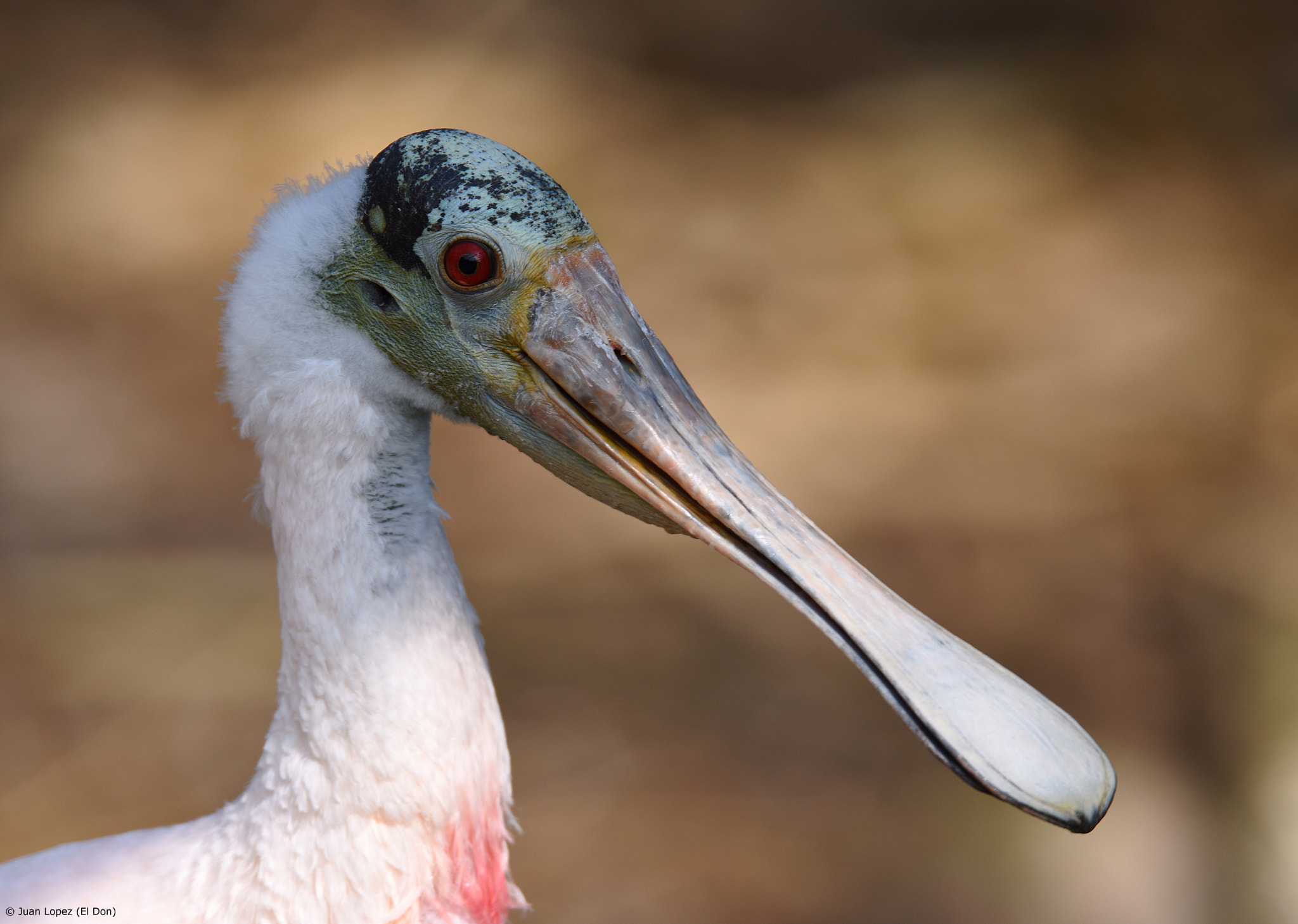 Sigma 150-600mm F5-6.3 DG OS HSM | S sample photo. Bird......!! photography