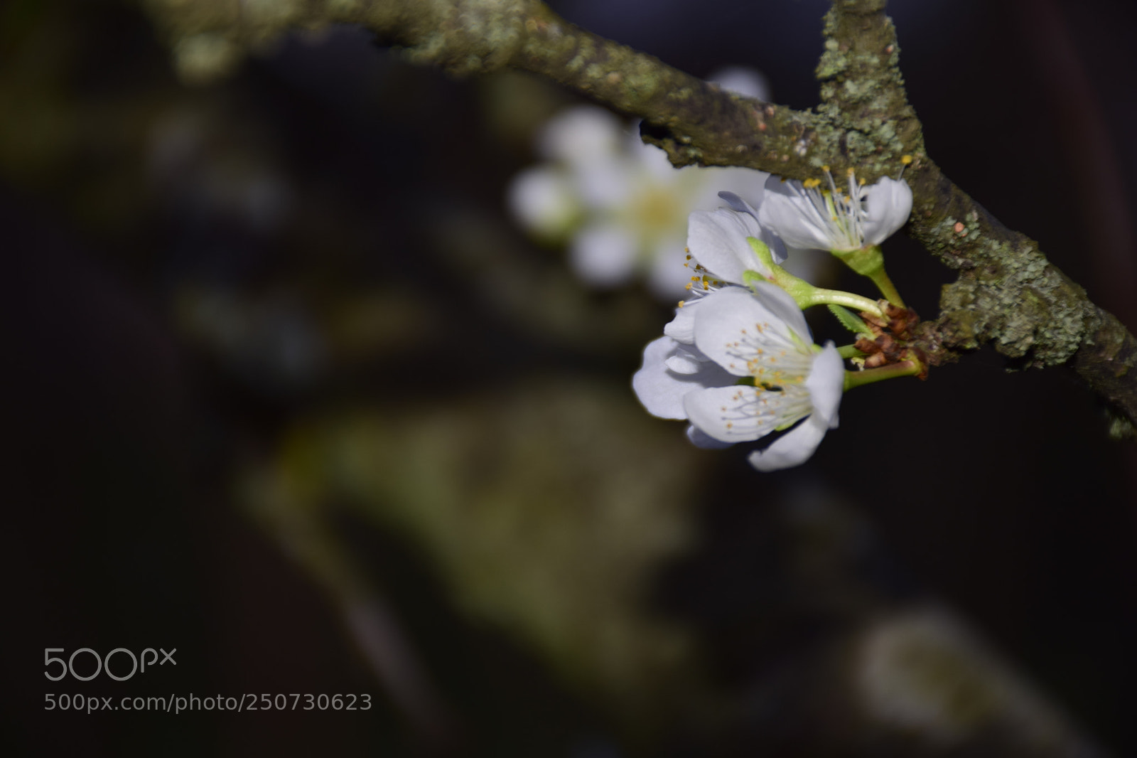 Nikon D5300 sample photo. Untitled photography