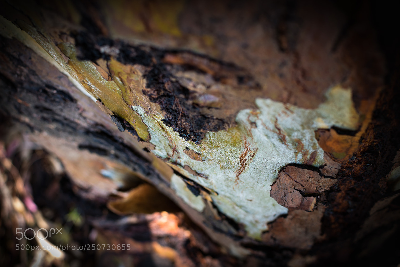 Nikon D5300 sample photo. Colourful tree trunk! photography