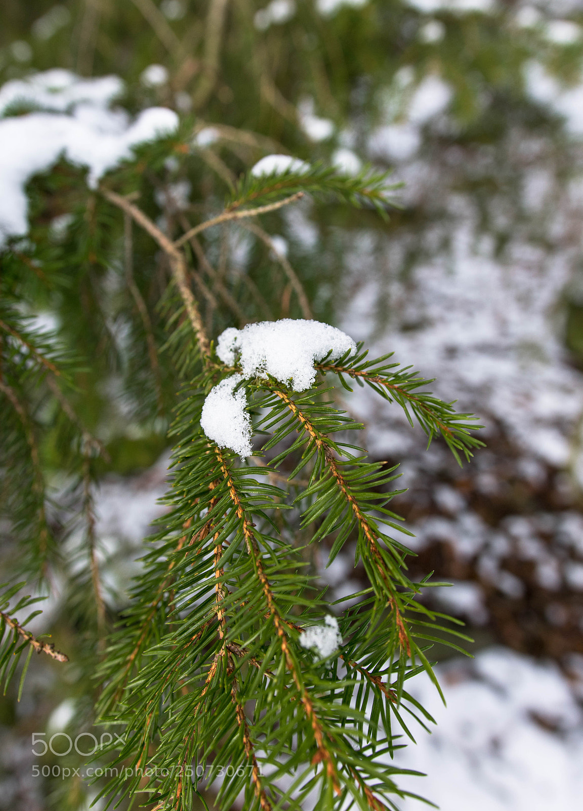Nikon D3400 sample photo. Snow photography