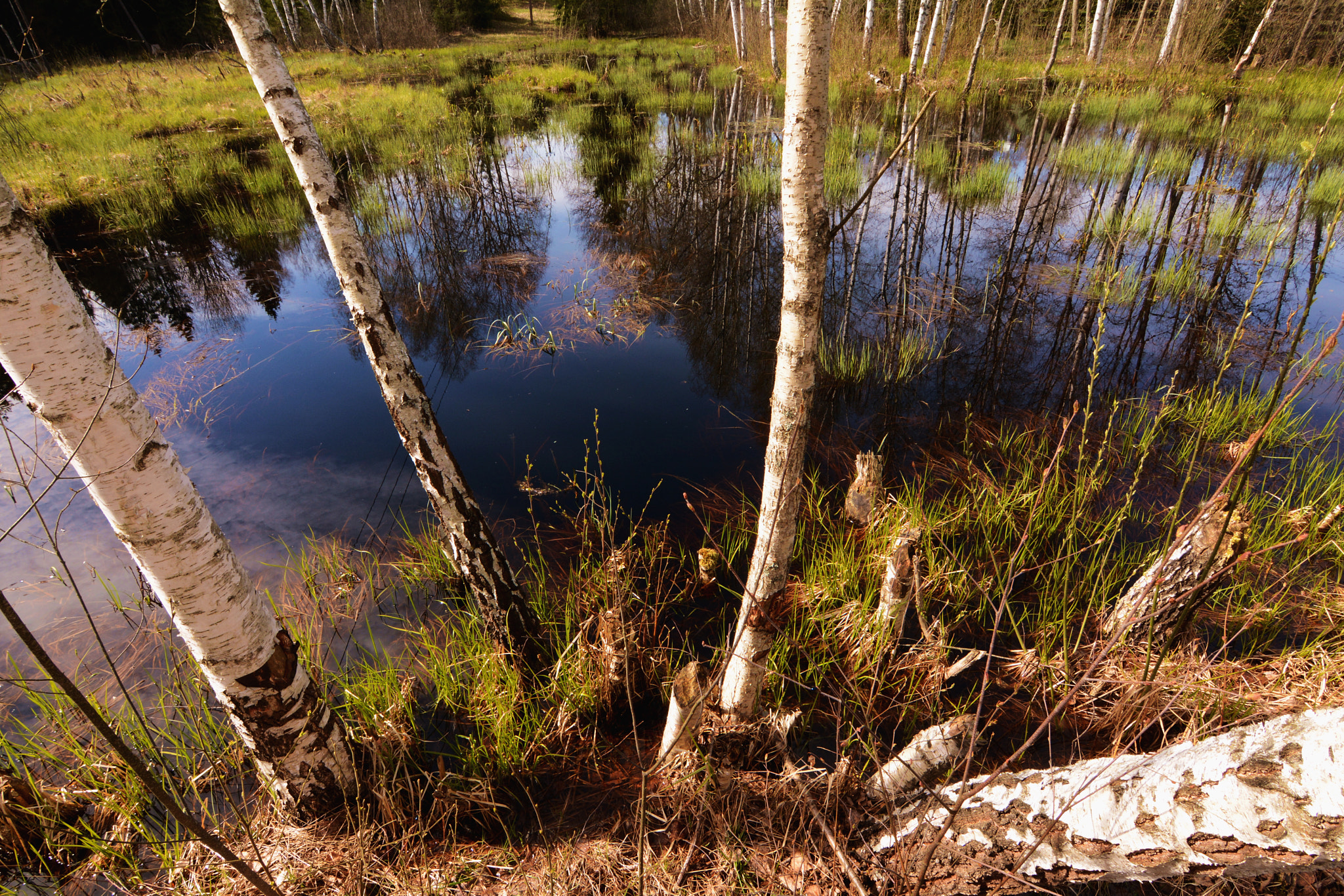 Nikon D7100 sample photo. Longing for spring photography
