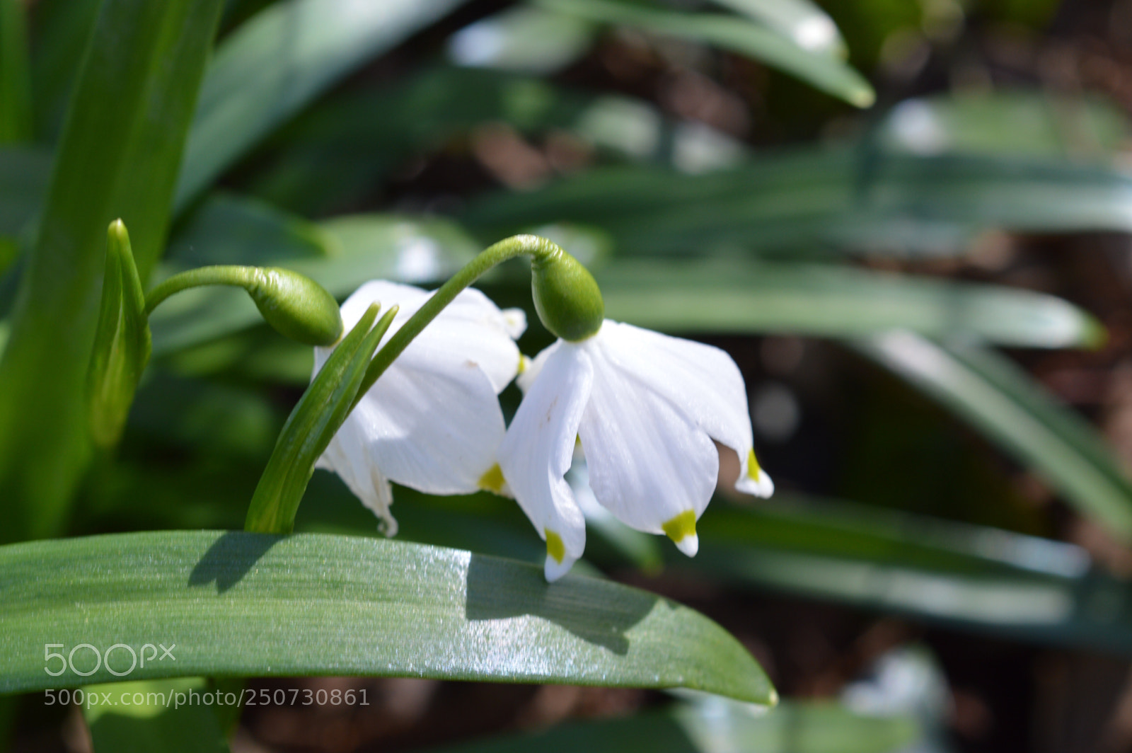 Nikon D3200 sample photo. Flower  photography