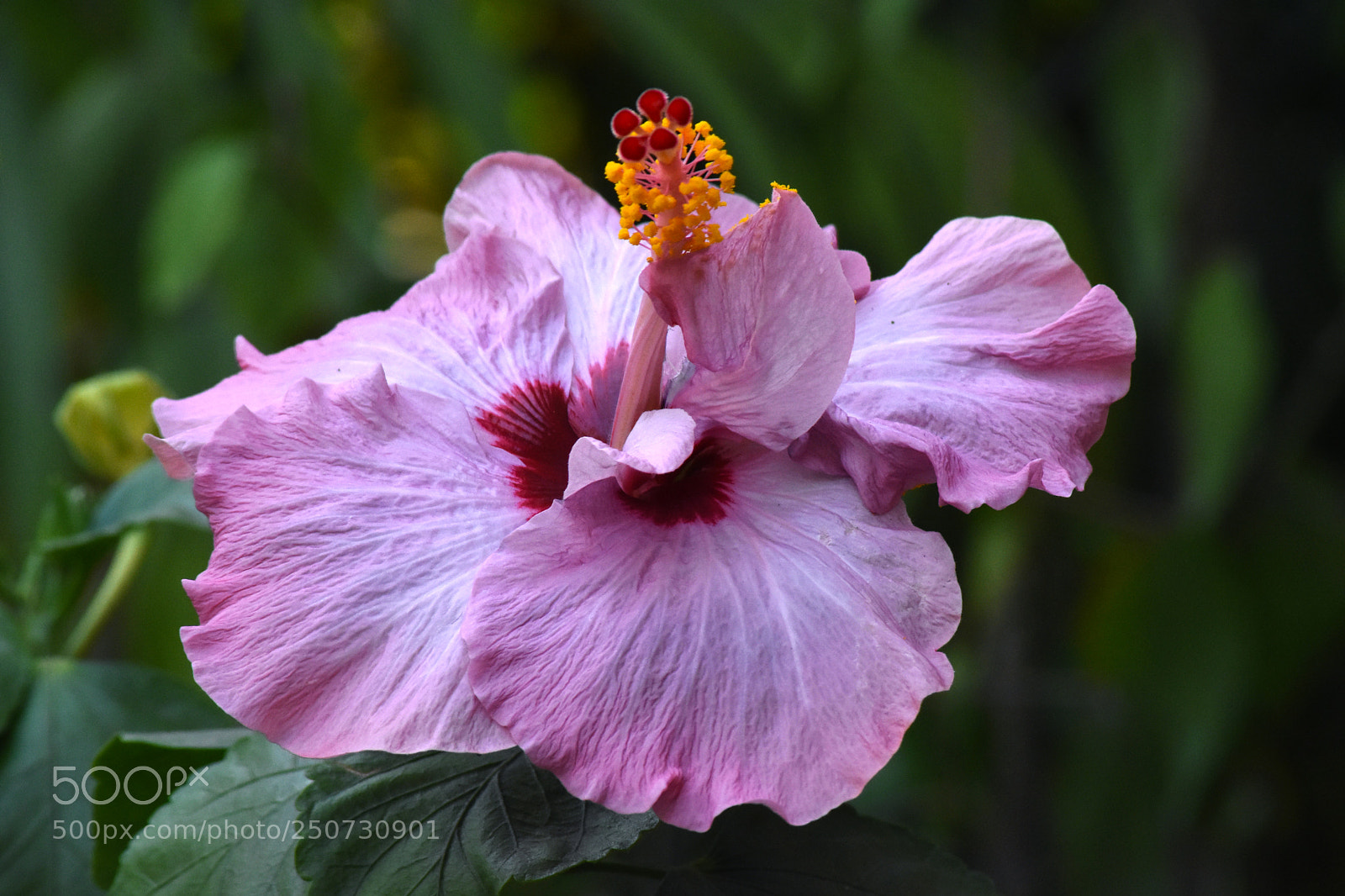 Nikon D7200 sample photo. Purple hibiscus photography