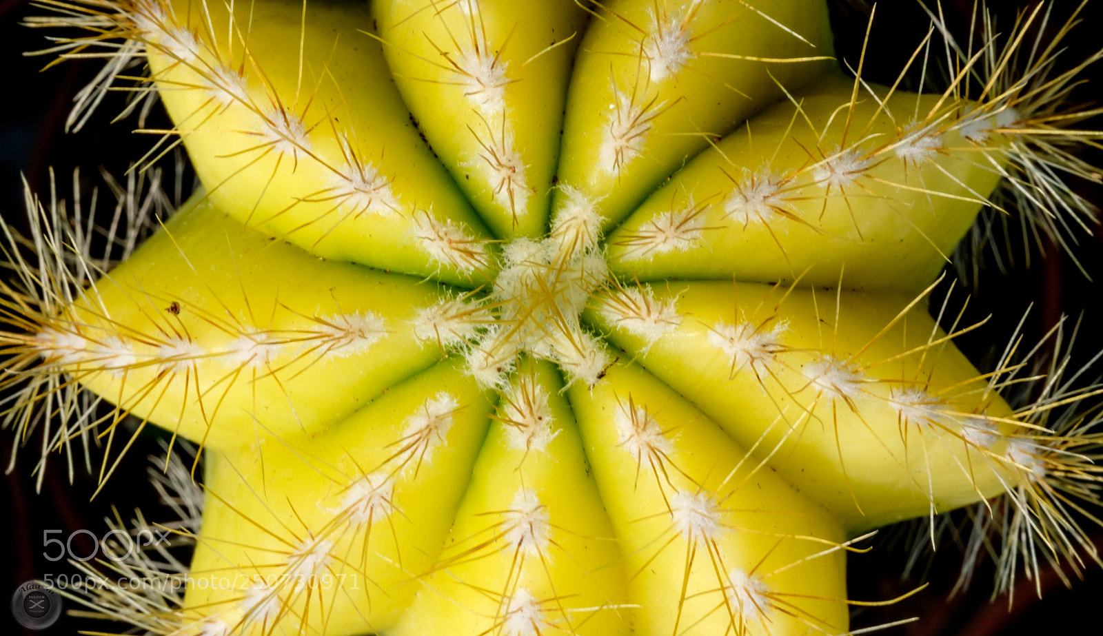 Fujifilm X-E3 sample photo. Yellow cactus photography