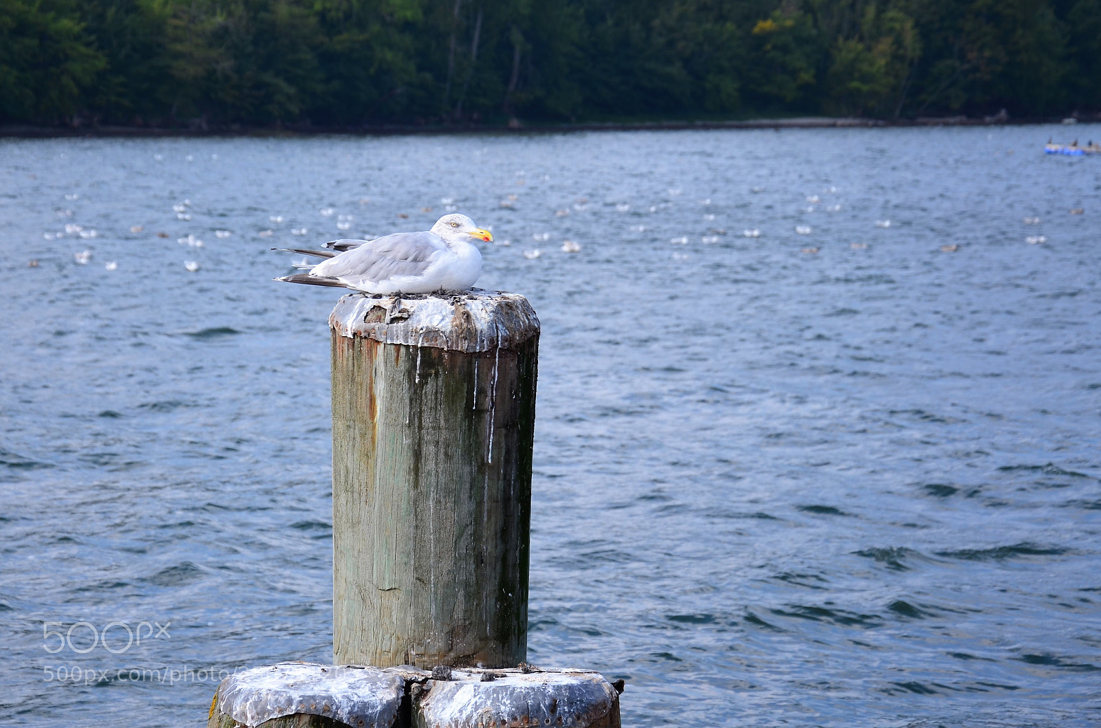 Nikon D5100 sample photo. The king photography