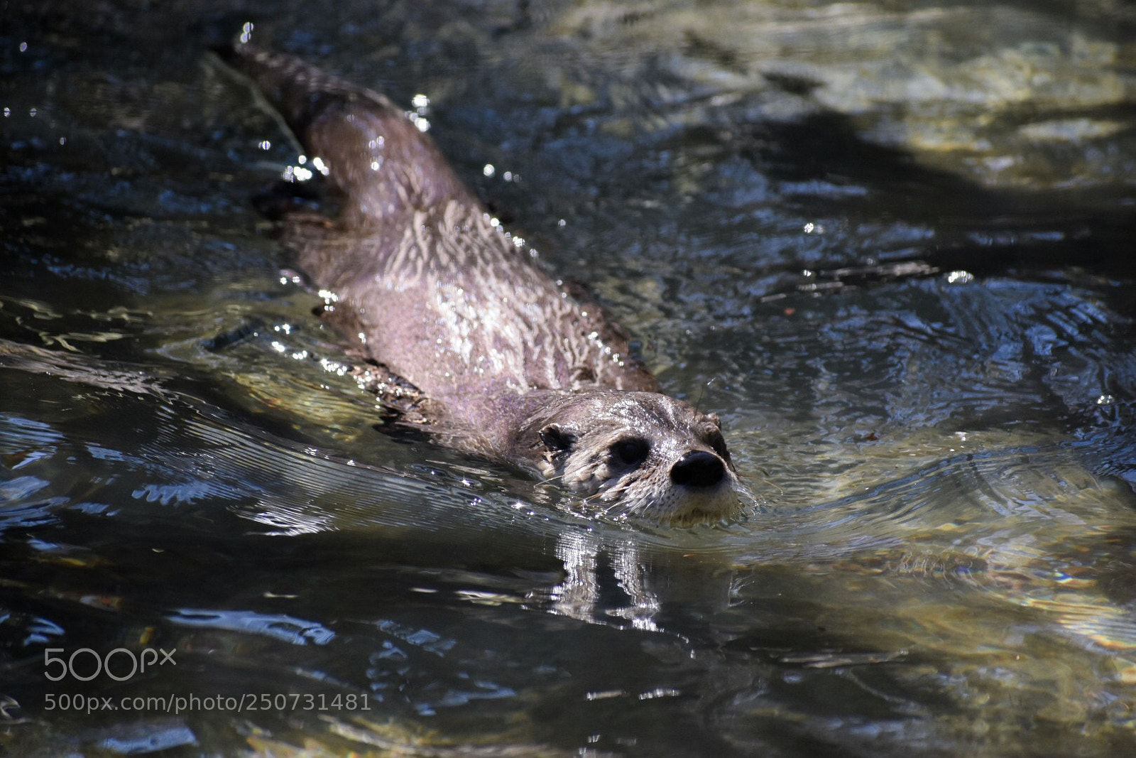 Nikon D3400 sample photo. Otter photography