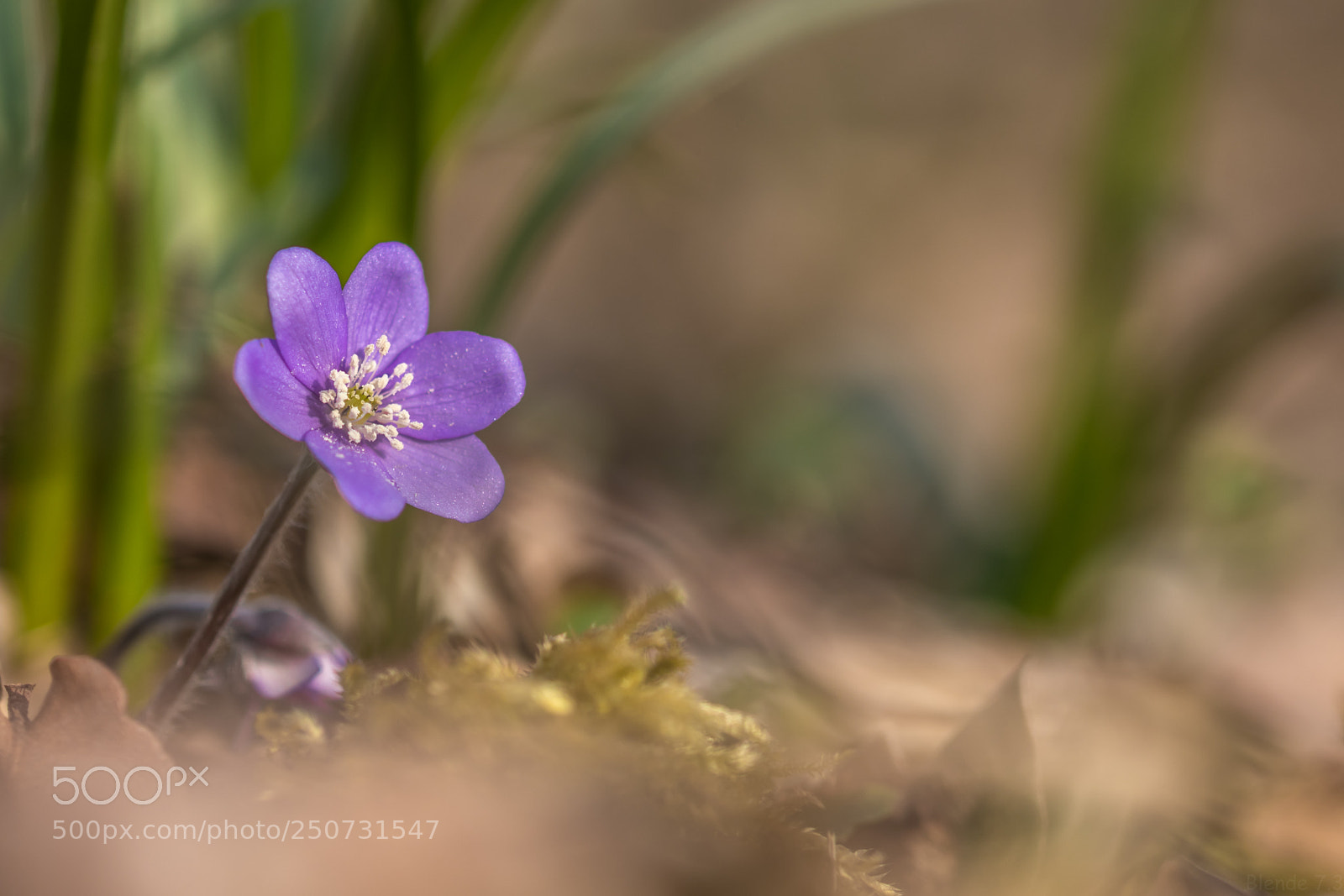 Canon EOS 80D sample photo. *spring* photography