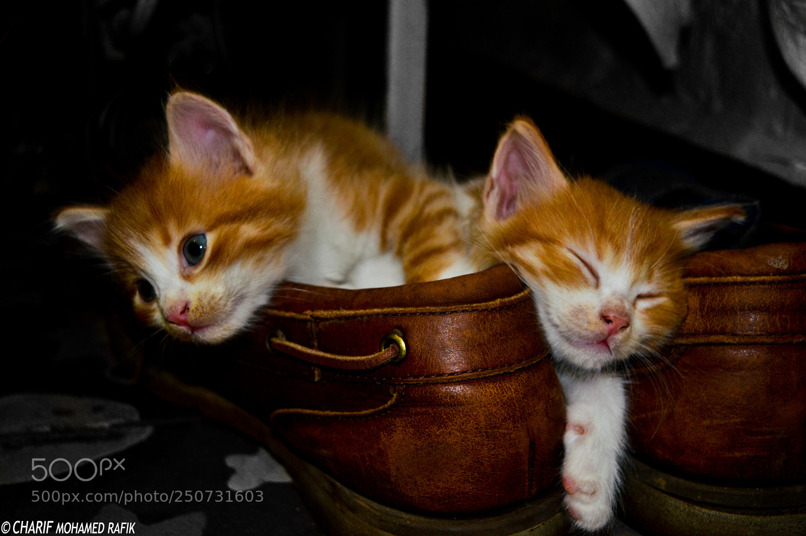 Nikon D3200 sample photo. Sweet dreams photography