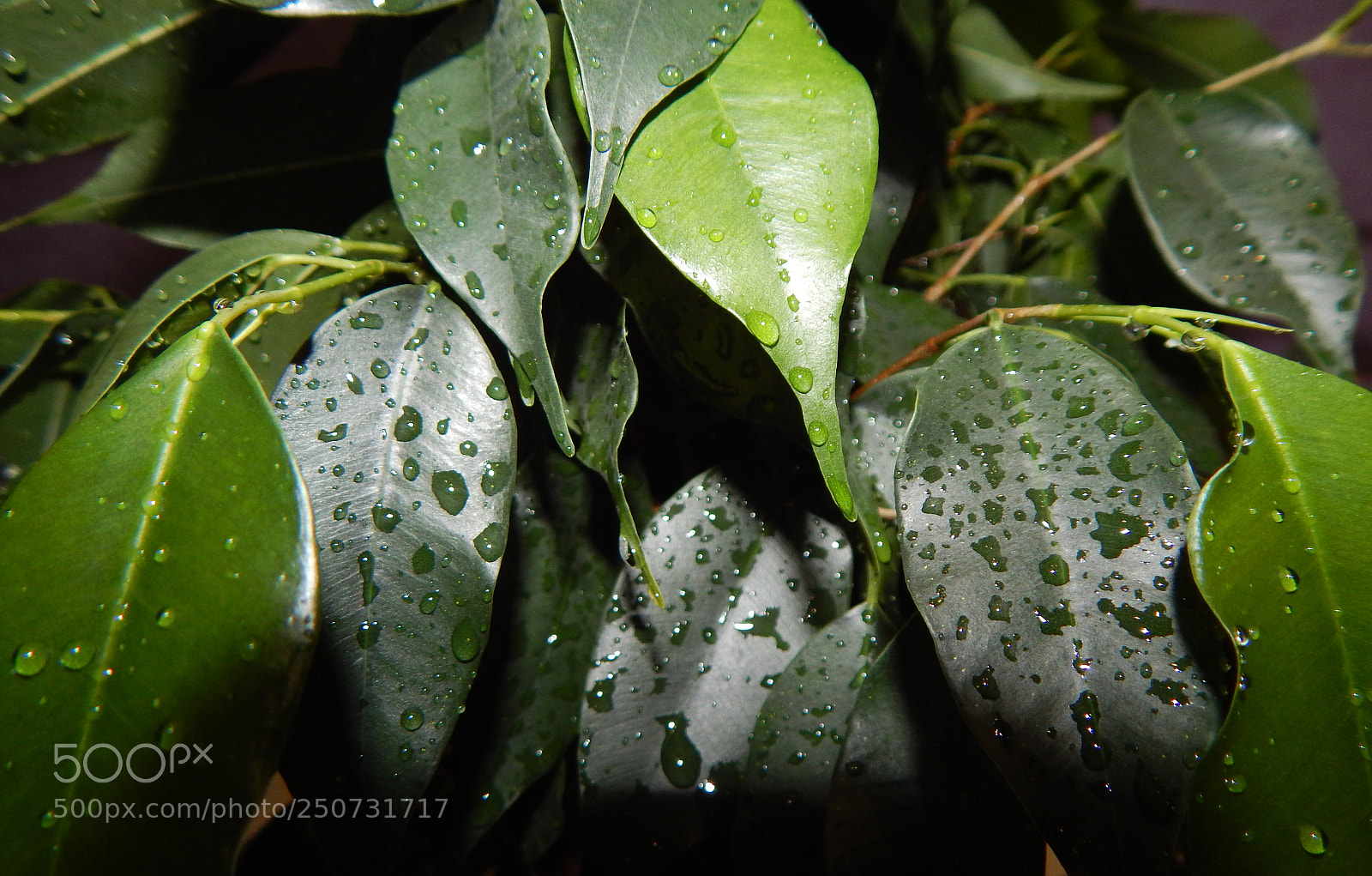 Nikon Coolpix L830 sample photo. Ficus benjamina photography