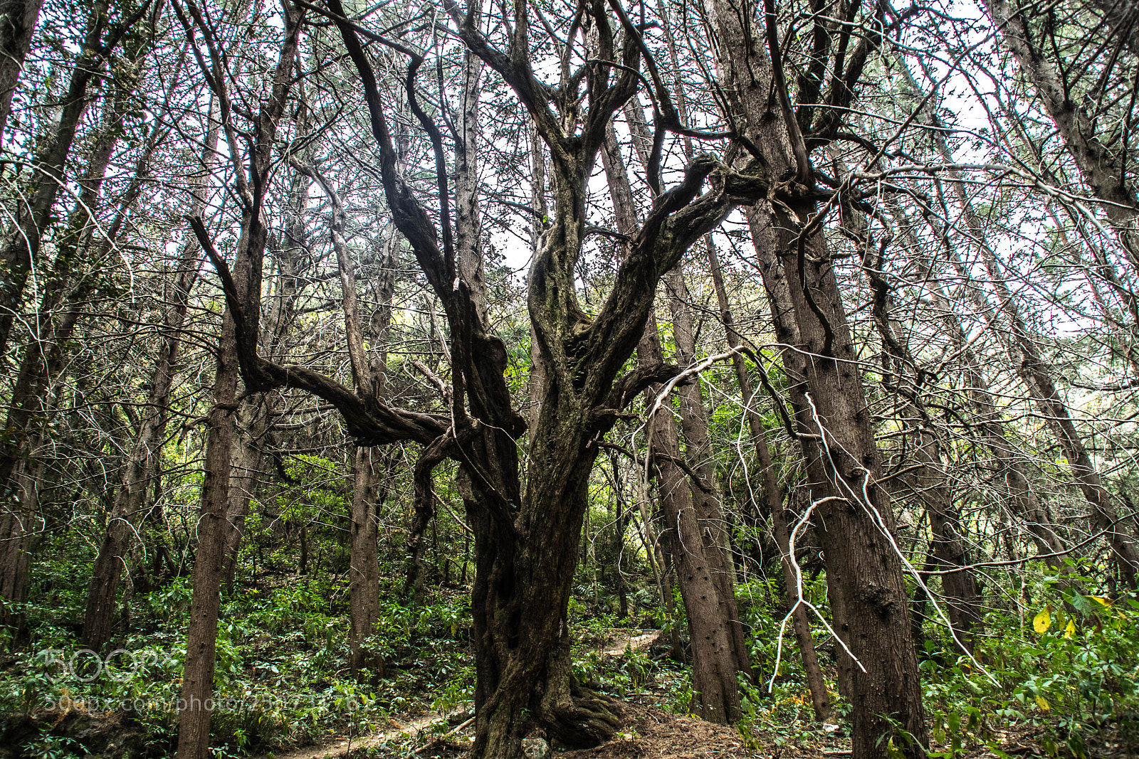Nikon D5300 sample photo. Haunted prusia forest photography