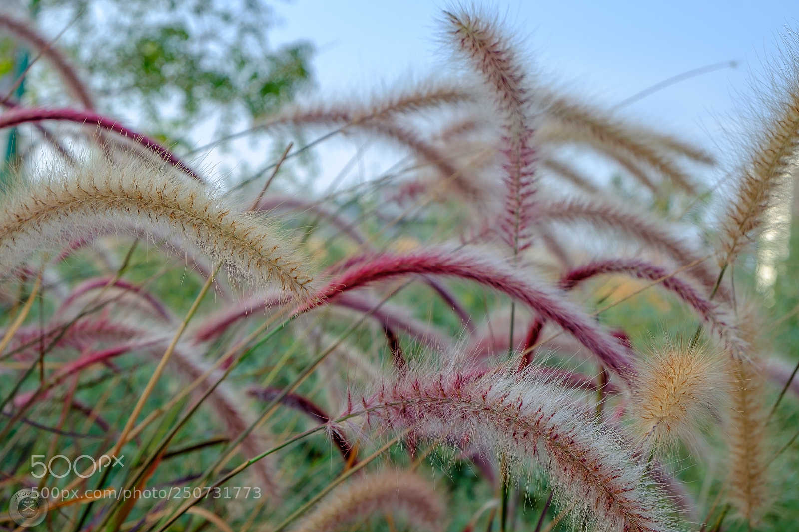 Fujifilm X-E2S sample photo. Fox tail plant photography