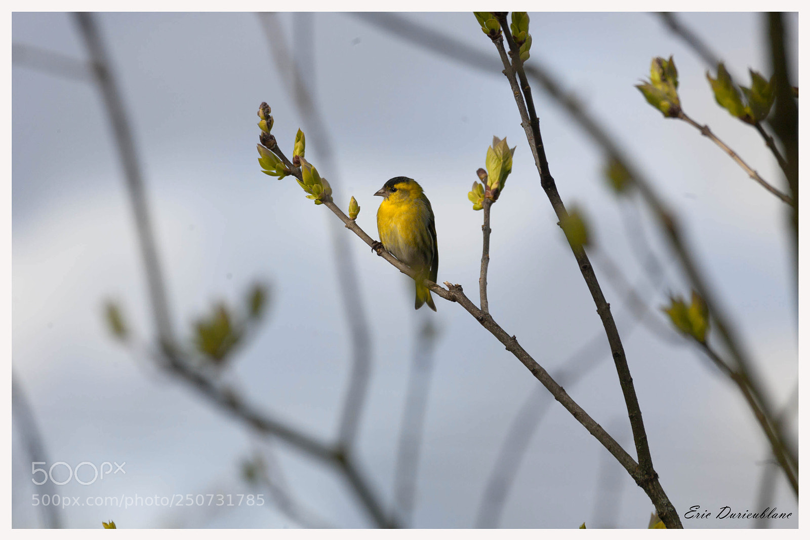 Canon EOS-1D Mark II sample photo. Untitled photography