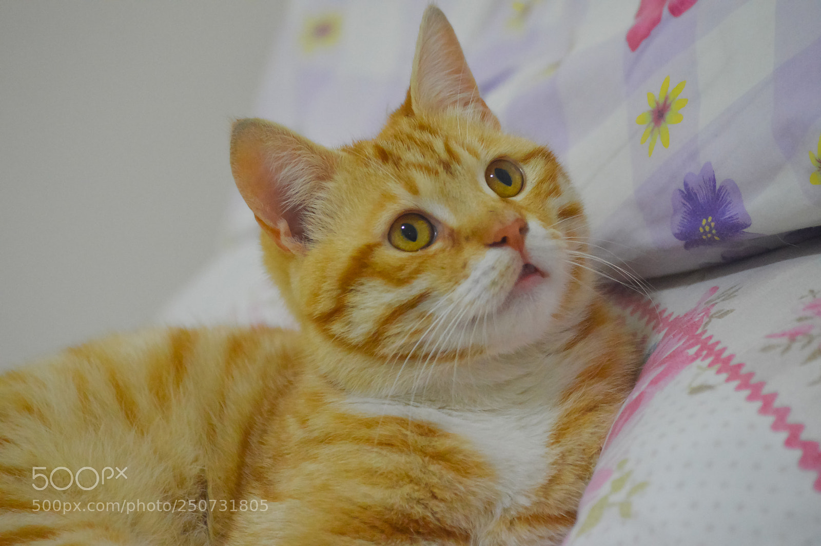 Nikon D3200 sample photo. Hawin photography