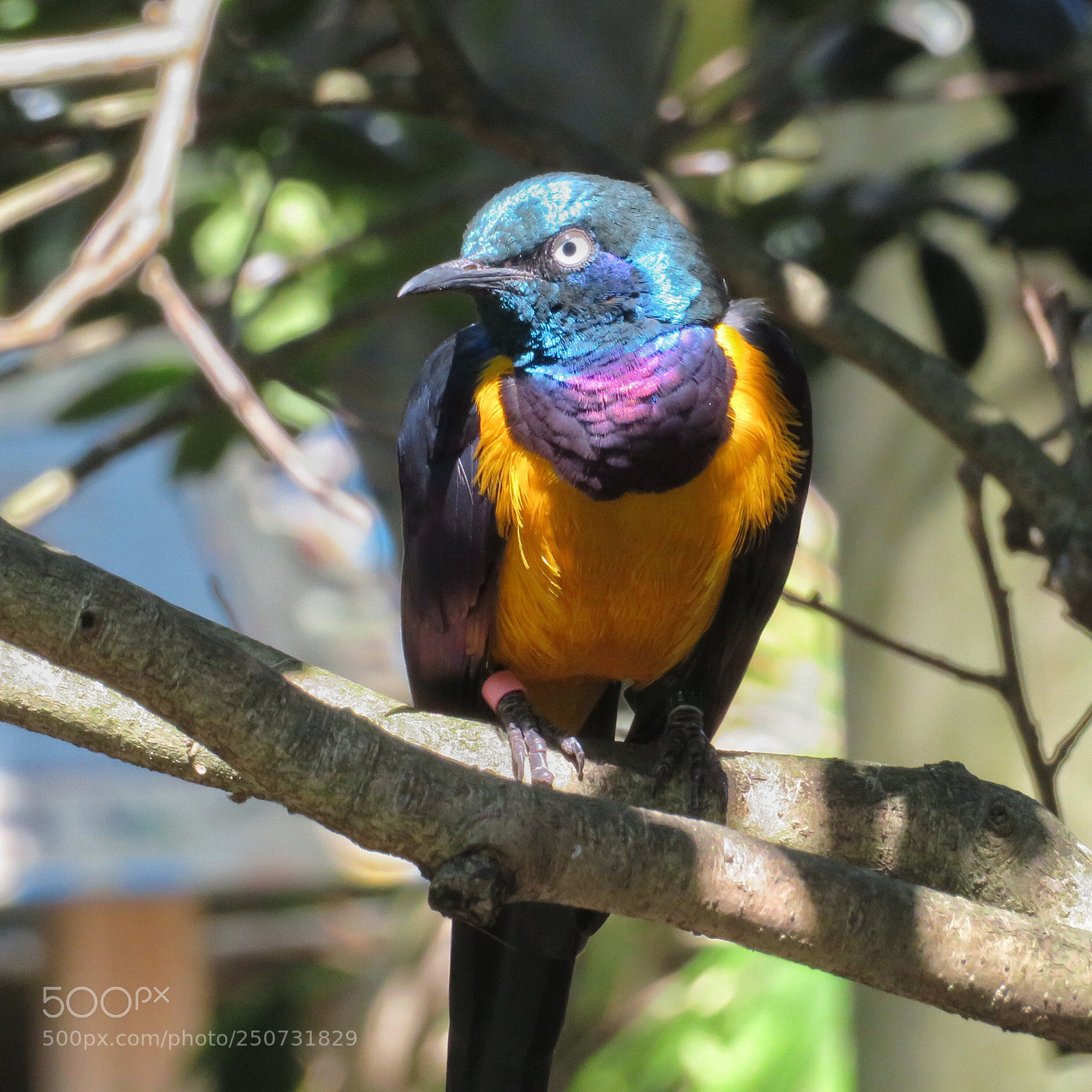 Canon PowerShot SX720 HS sample photo. Royal starling photography