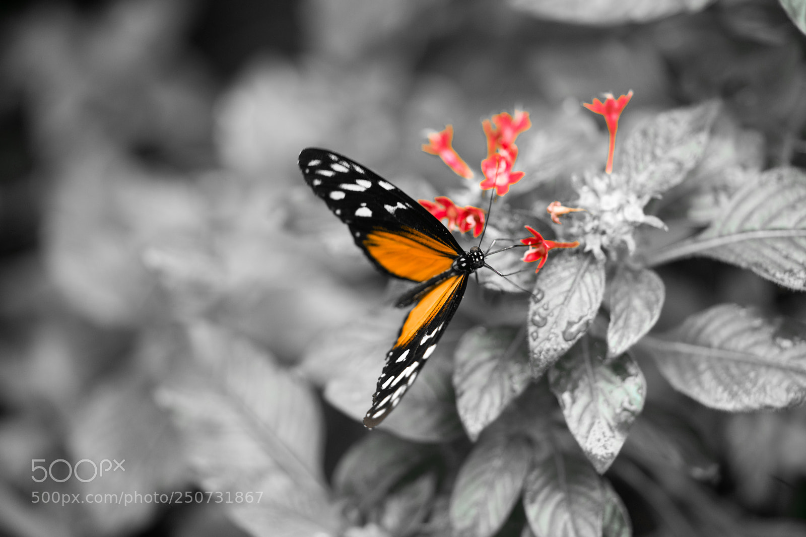 Sony a7 II sample photo. Color in a black photography