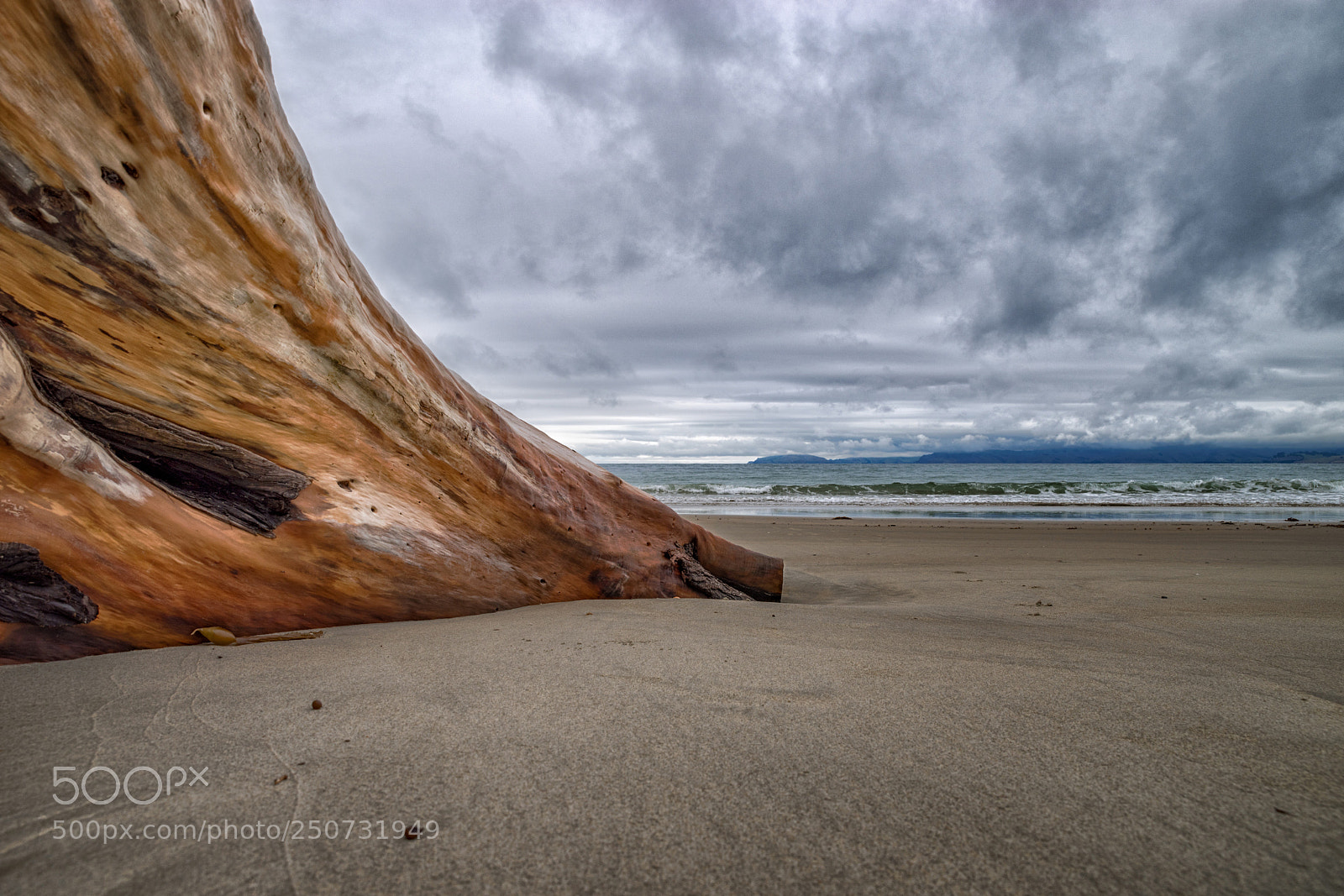 Pentax K-1 sample photo. Tree trunk at karitane photography