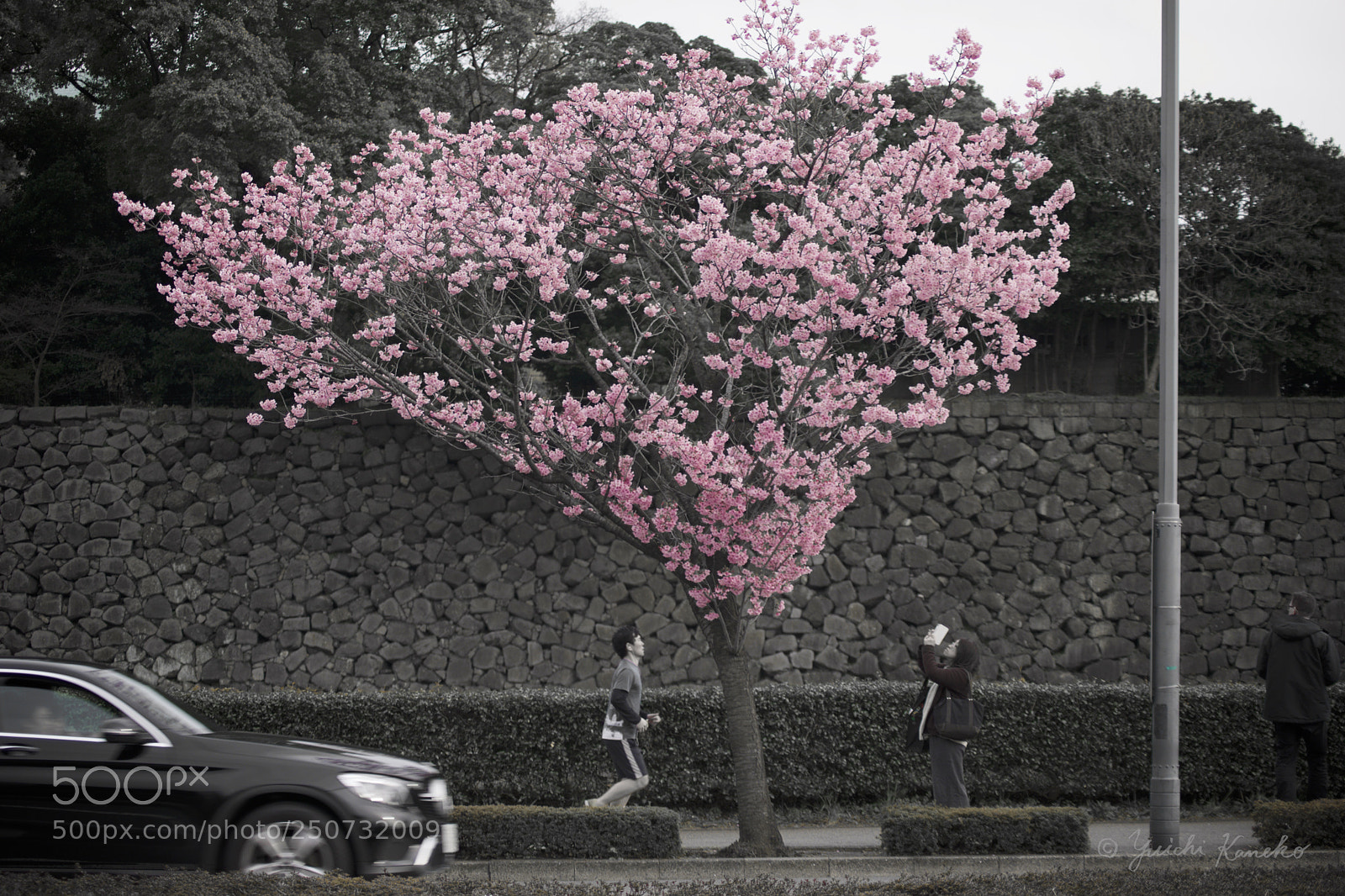 Sony a6000 sample photo. Holiday life with sakura photography