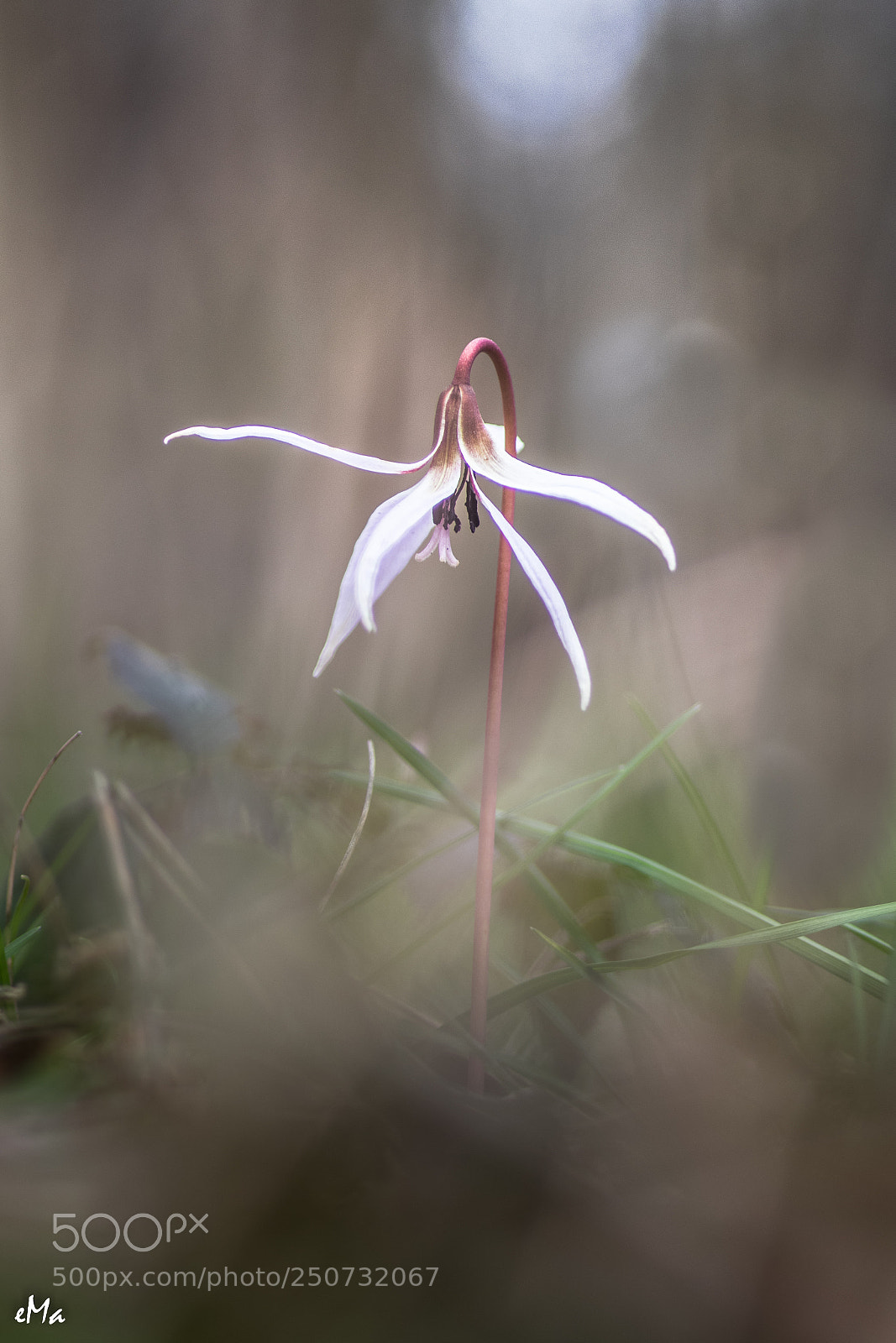 Canon EOS 80D sample photo. Erythronium dens-canis photography