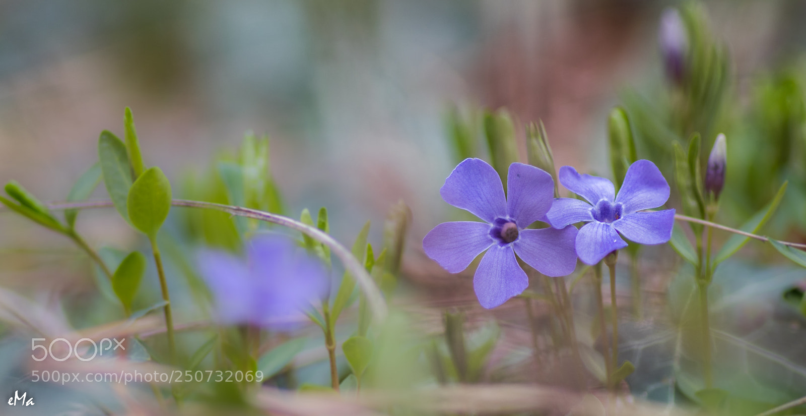 Canon EOS 80D sample photo. Vinca photography