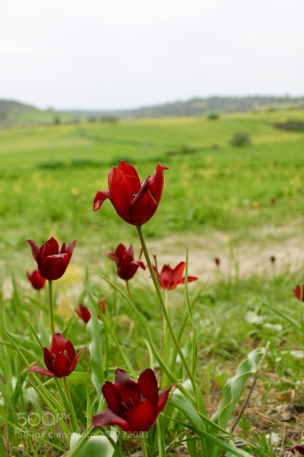 Canon EOS 1100D (EOS Rebel T3 / EOS Kiss X50) sample photo. Spring is in the photography