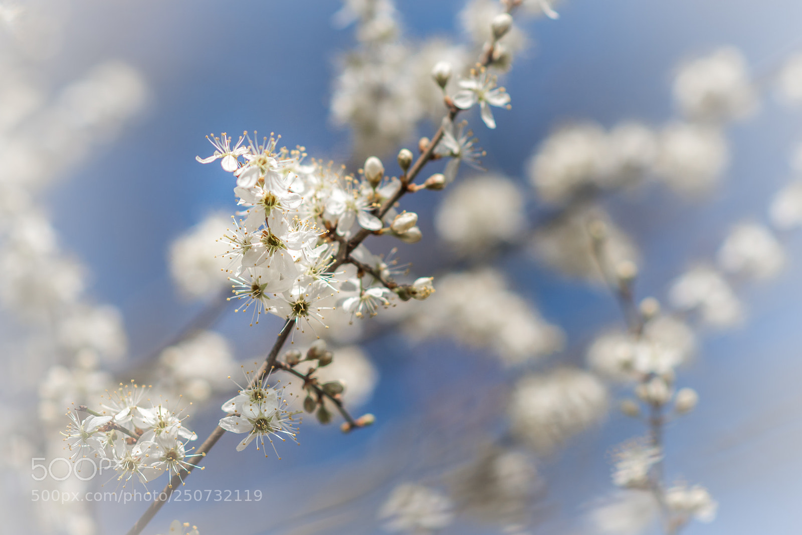 Nikon D800 sample photo. The beginning of spring photography