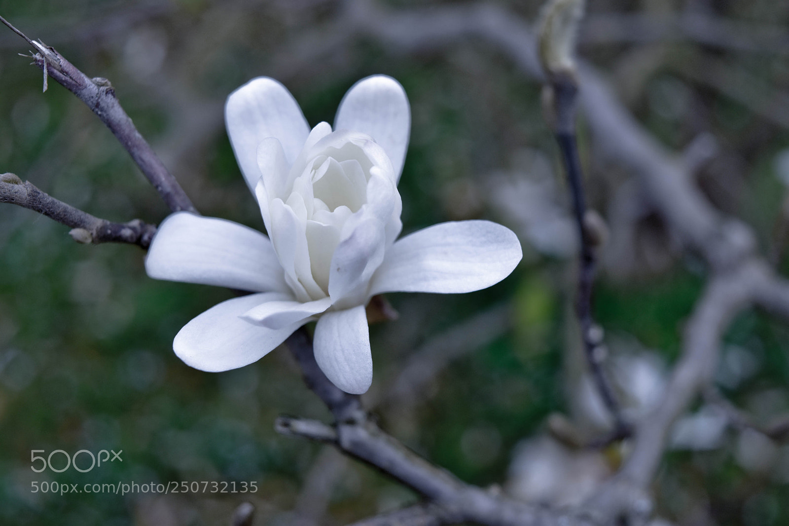 Nikon D5500 sample photo. Blancheur photography