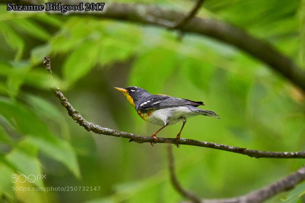 Nikon D5500 sample photo. Northern parula photography