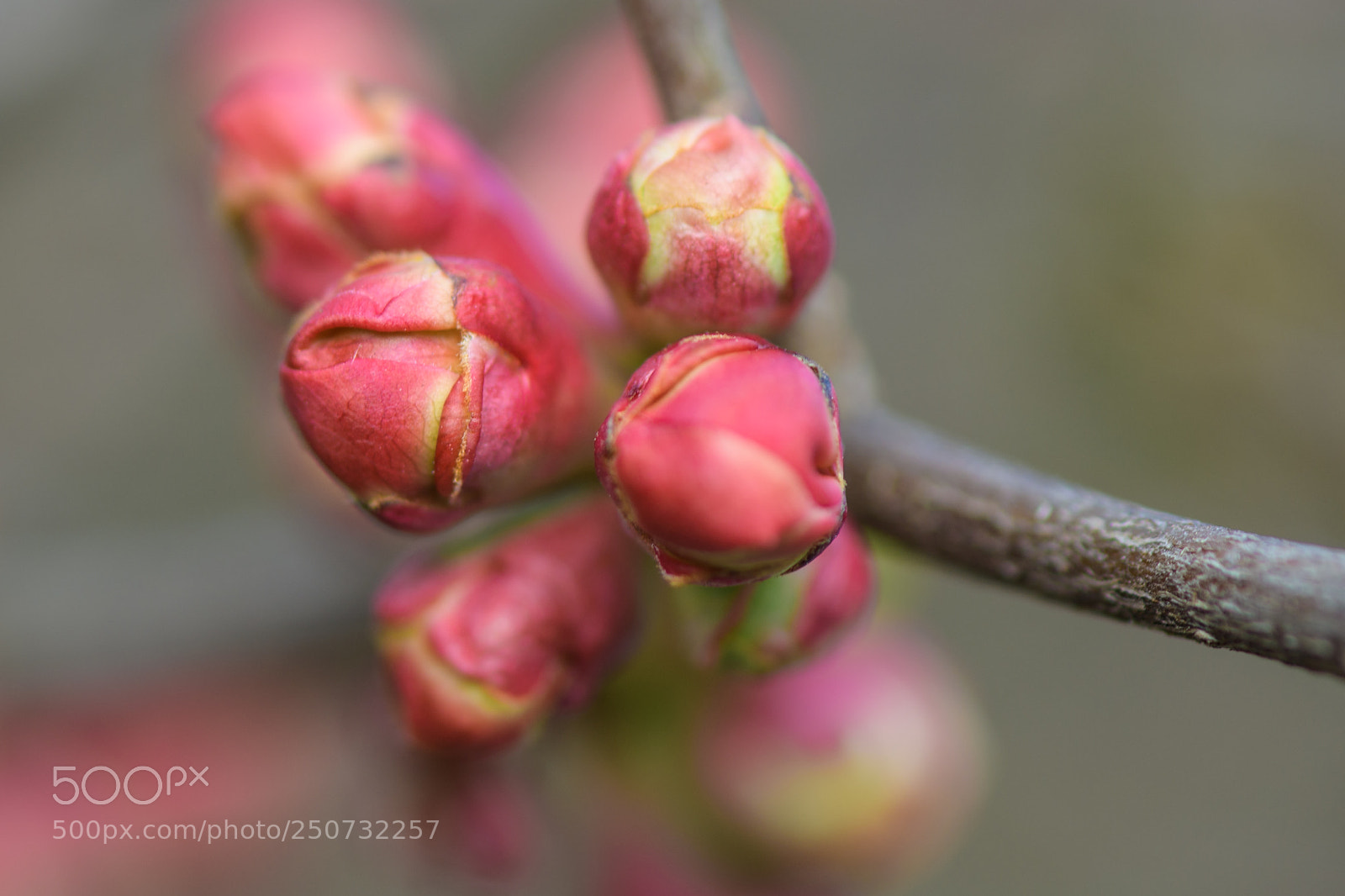 Nikon D7500 sample photo. Springtime photography