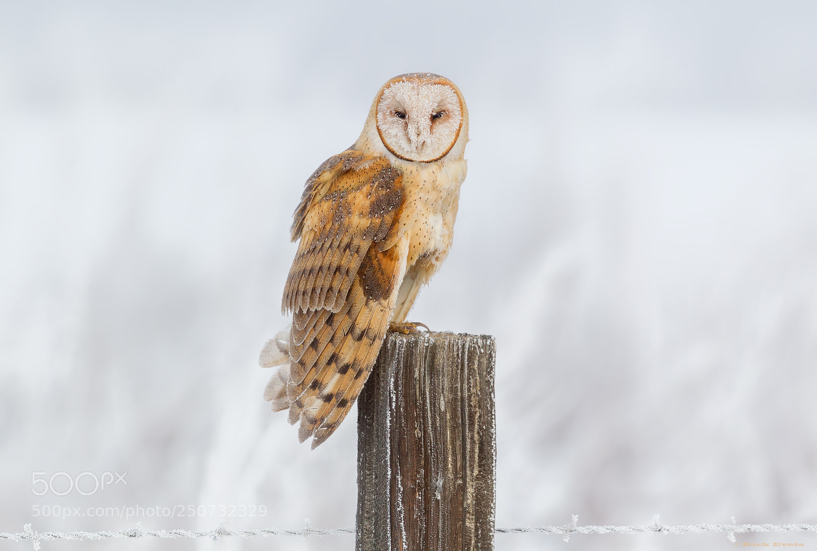 Canon EOS-1D Mark IV sample photo. Snow kamikaze photography