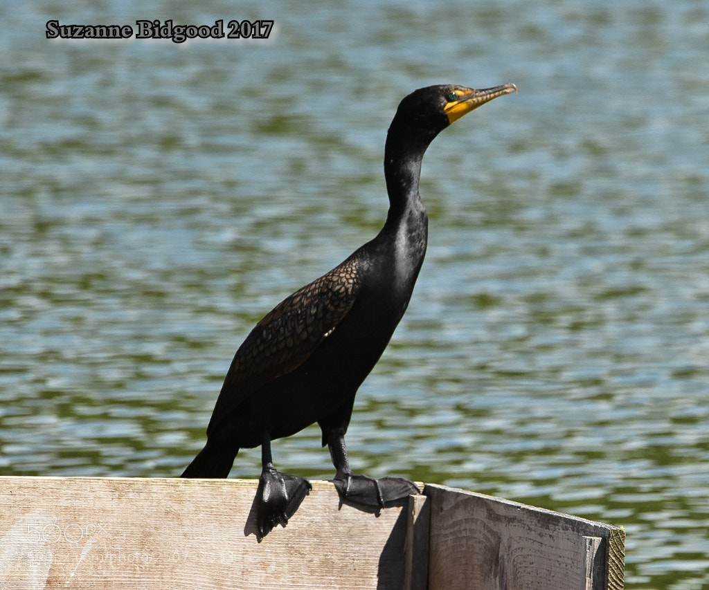 Nikon D5500 sample photo. Double crested commorant photography