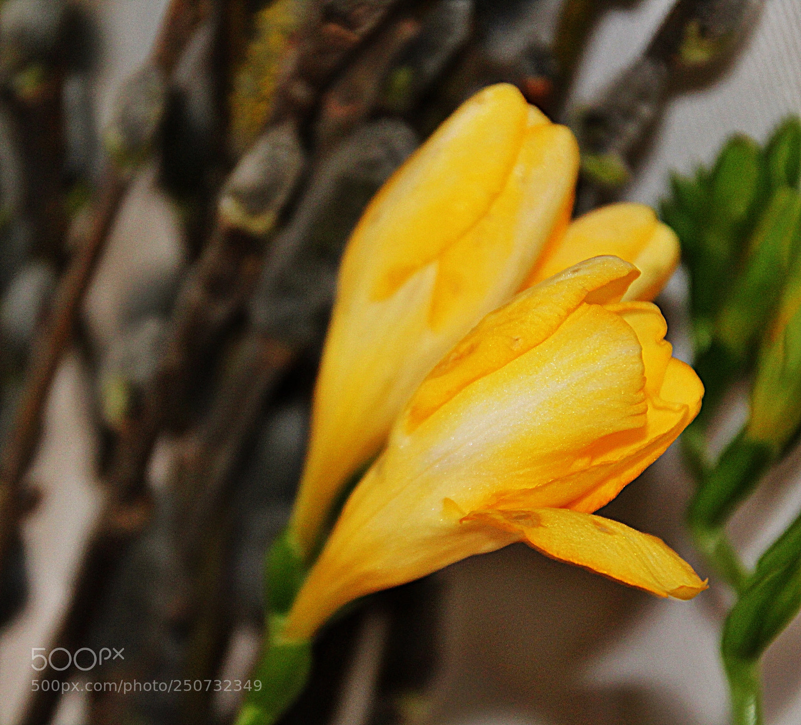 Canon EOS 1300D (EOS Rebel T6 / EOS Kiss X80) sample photo. Nárcisz photography